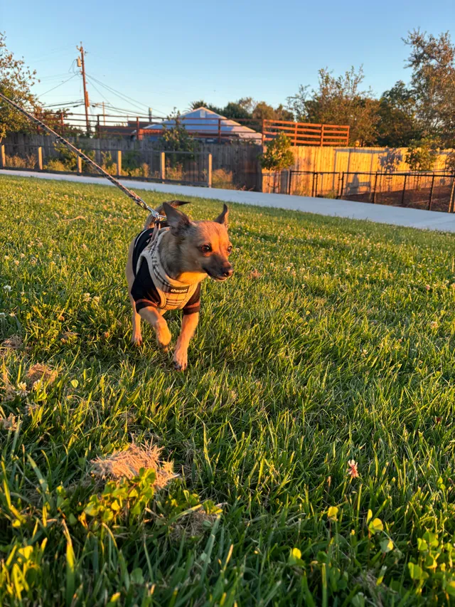 Lola - Cambridge Drive, Fairfield
