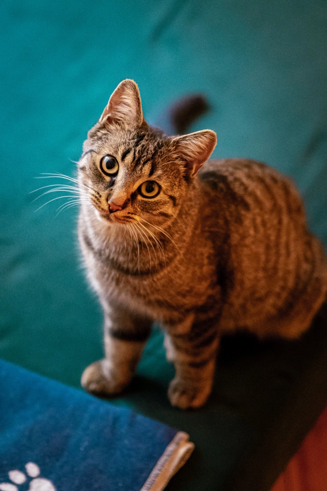 Gigi - Bänschstraße 59, Berlin