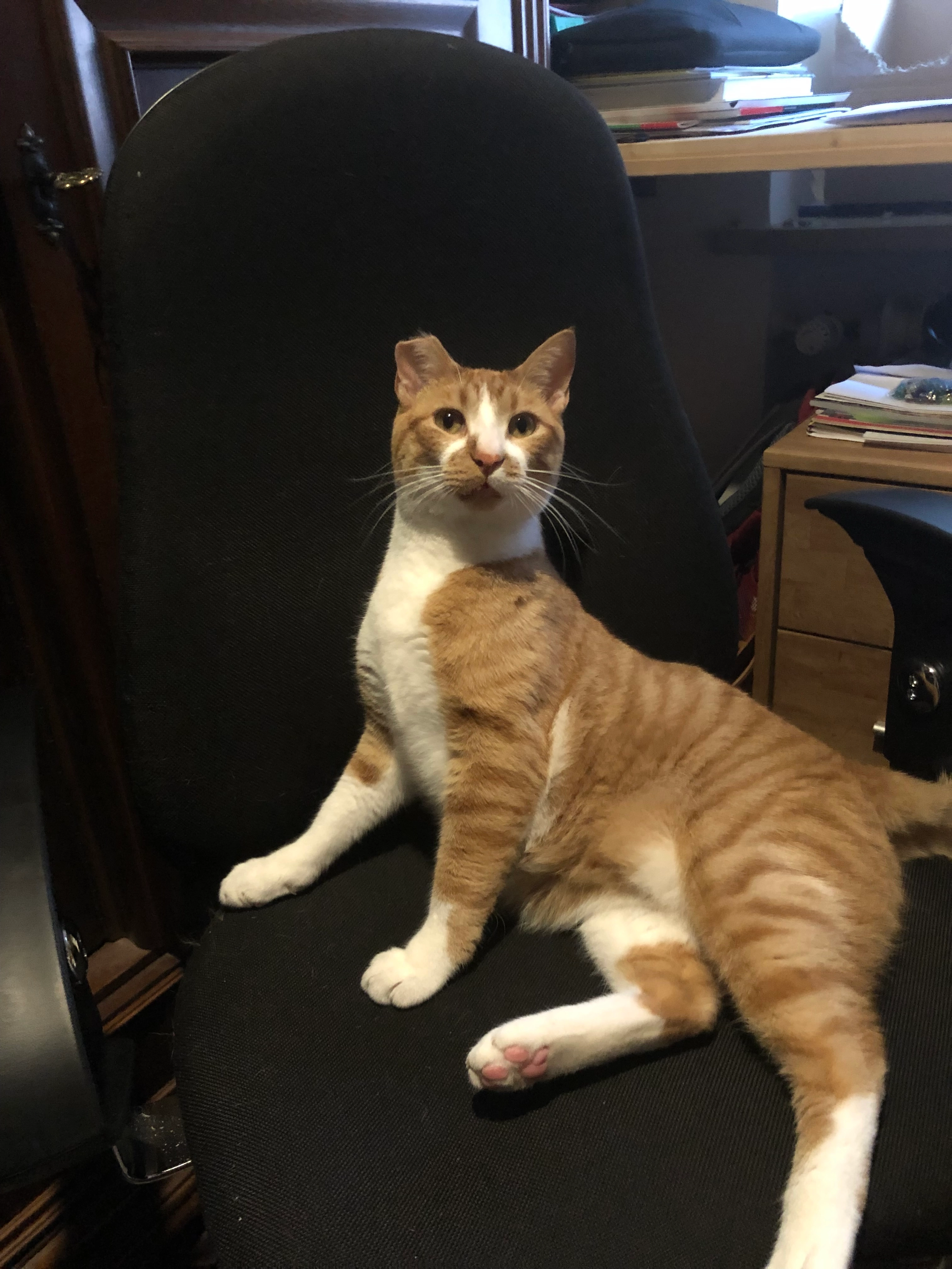 Katerli - Marzellgasse, München