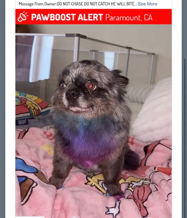 Kovu - 7763 70th St, Paramount
