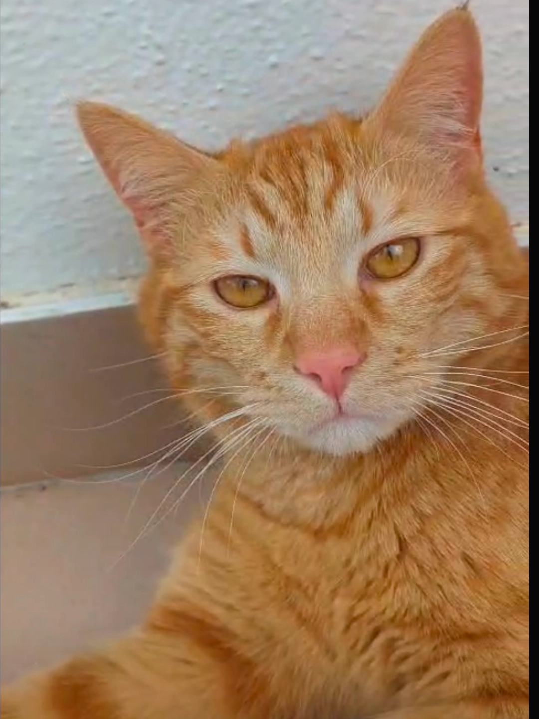 Cookie - Rue des Marguerites, Onet-le-Château