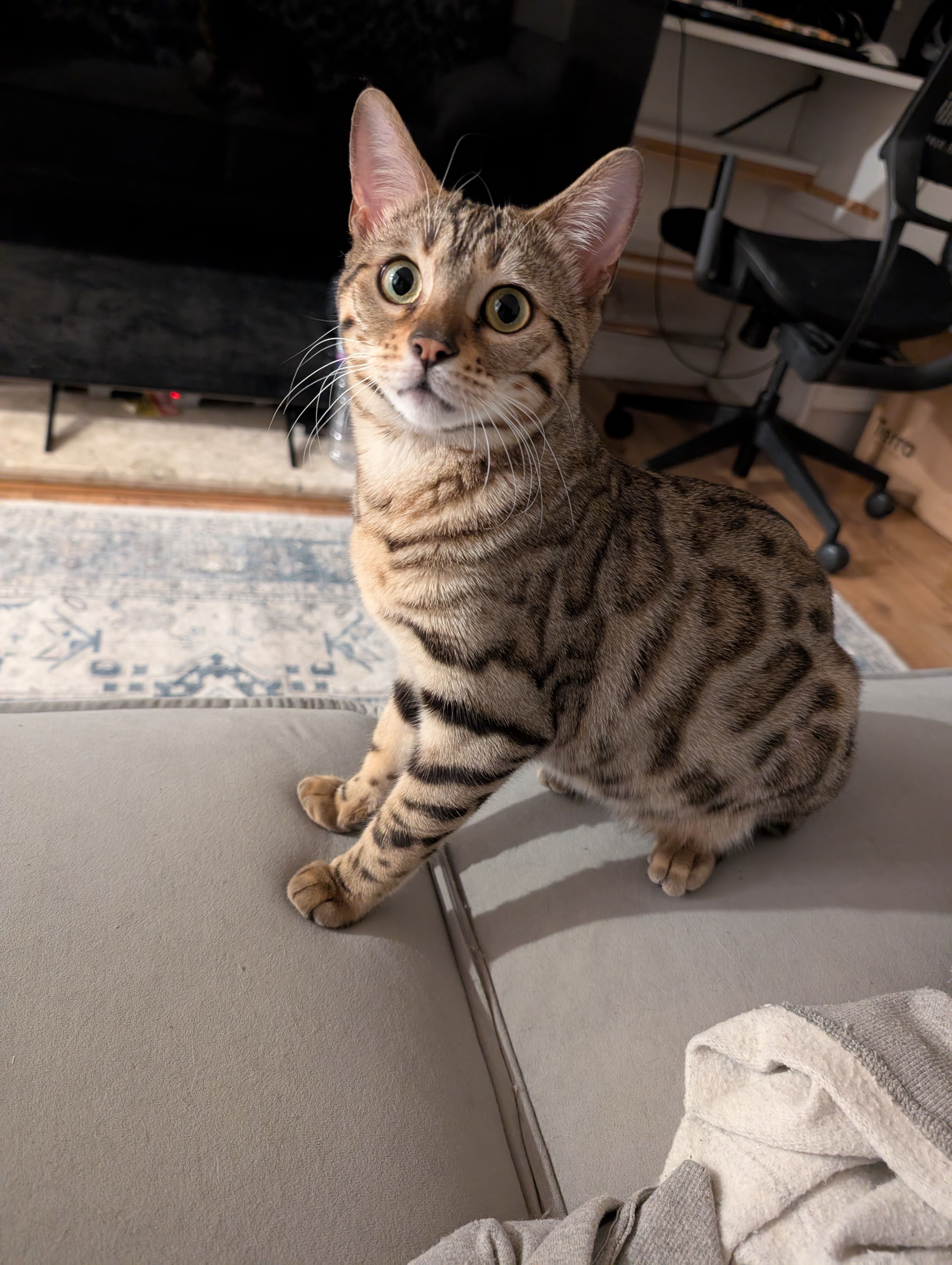 Lyra - Eyre Close, Bury St Edmunds