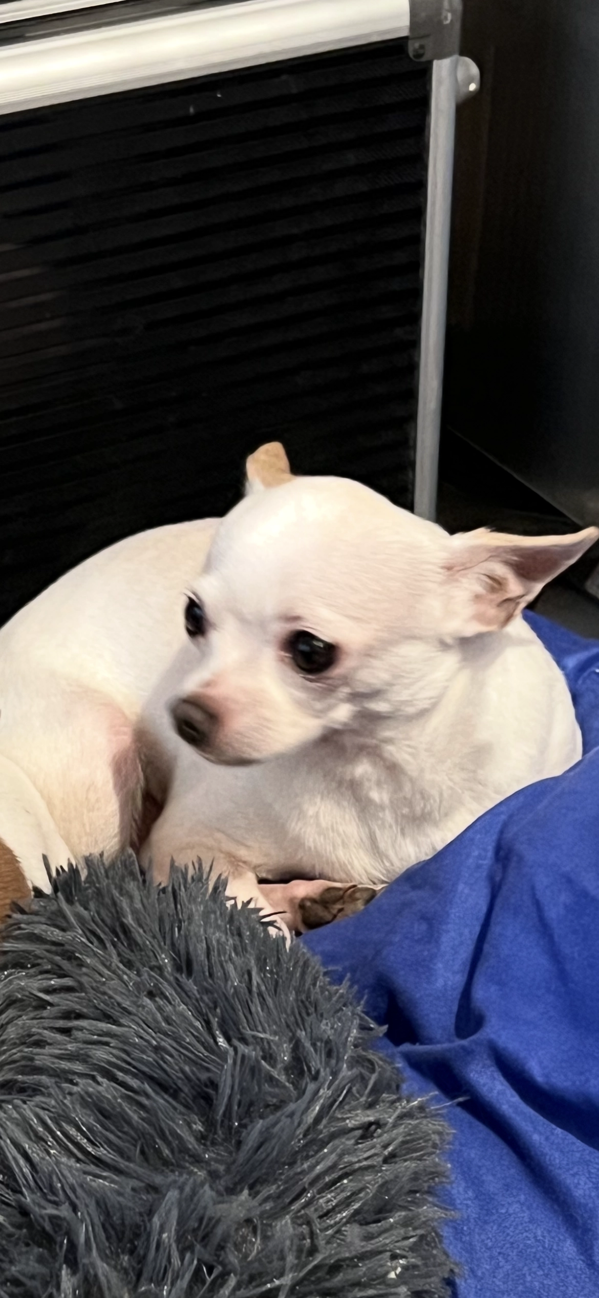 Pumi - Gartengasse 10, Ebreichsdorf