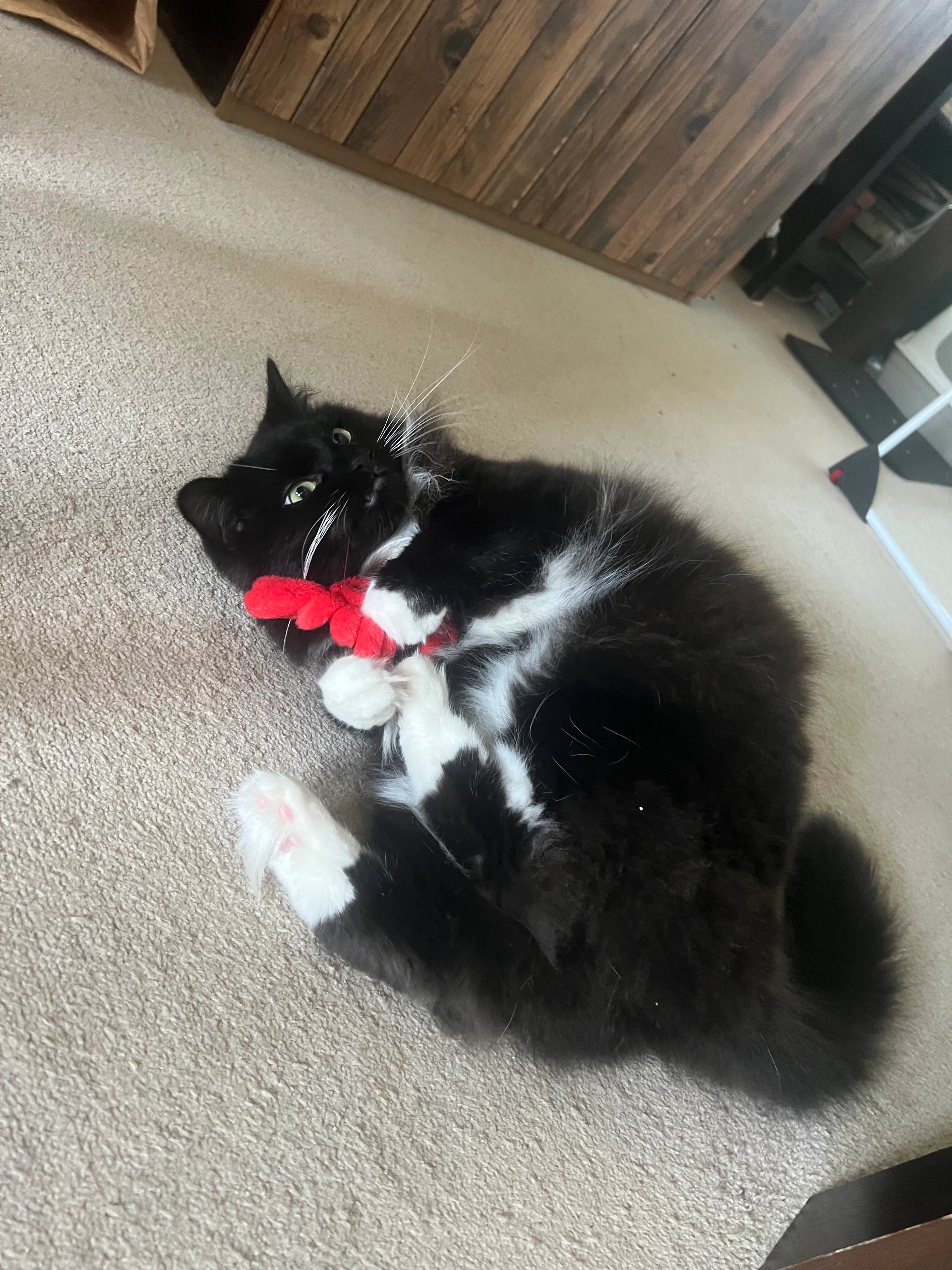 Aki - CM2 0, Chelmsford