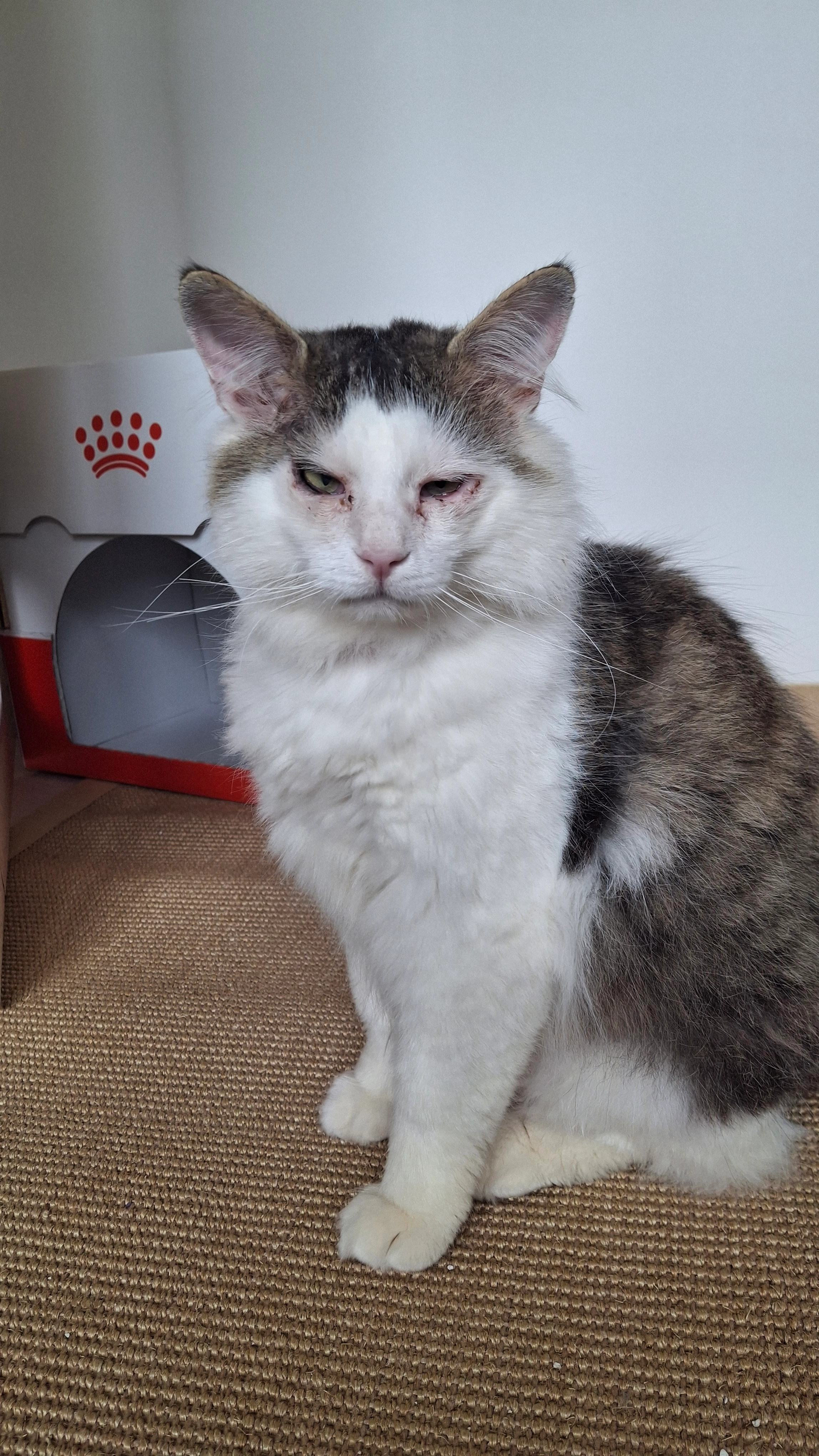 Pauli - Steinbühl, Bad Kötzting