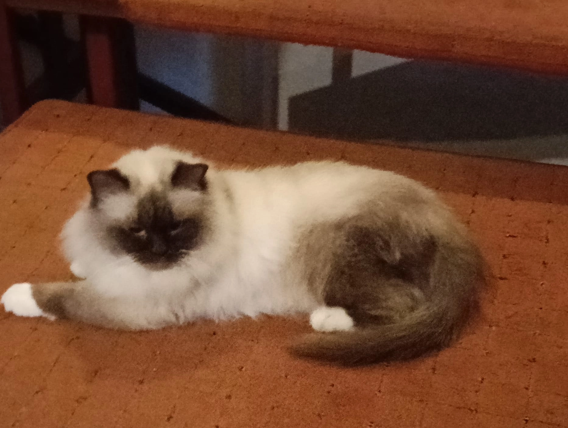 Bolek - Hülsdunkelstraße, Lünen