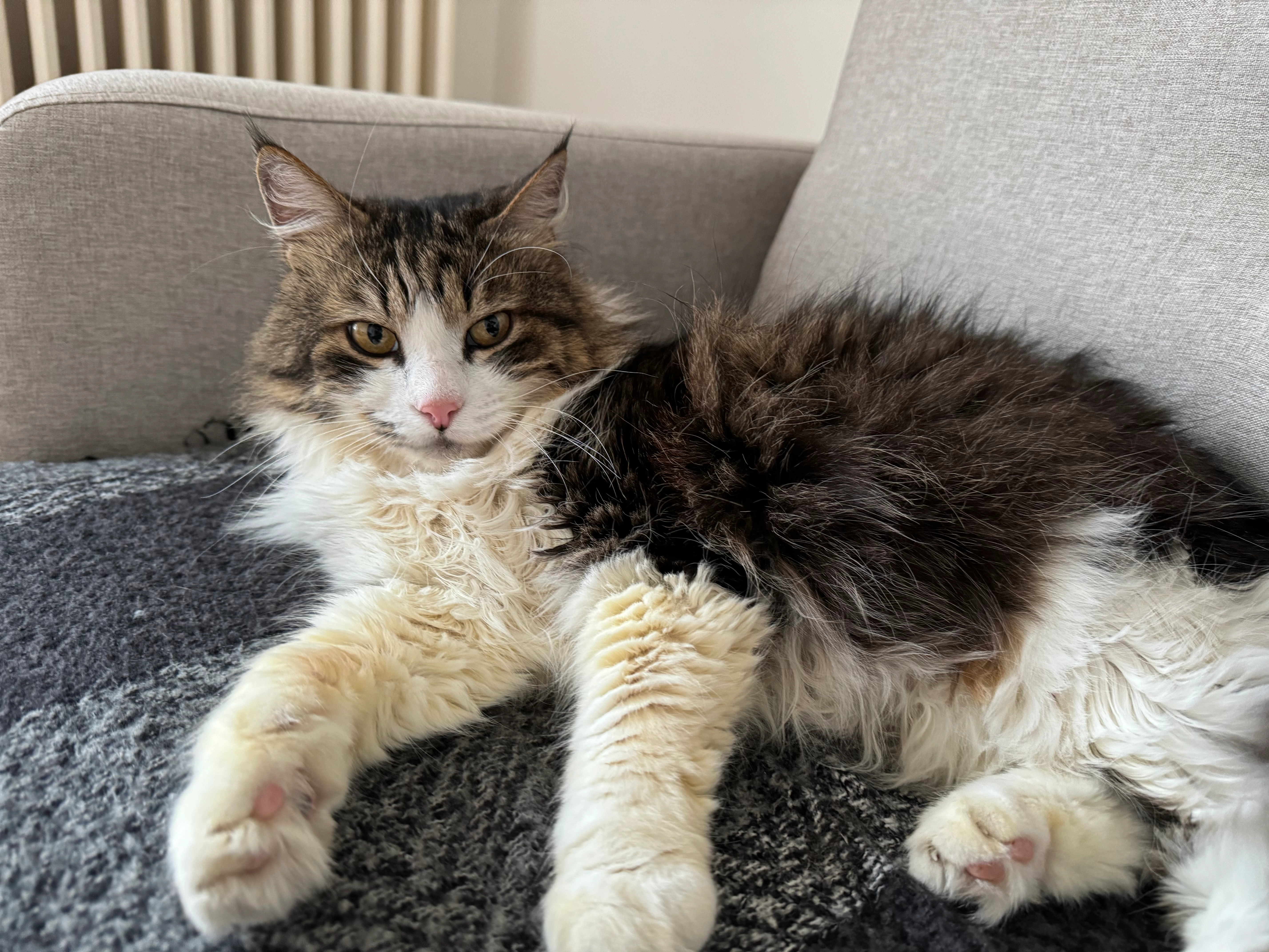 Achi ou Zaychik - 4 Impasse Étienne de Silhouette, Limoges