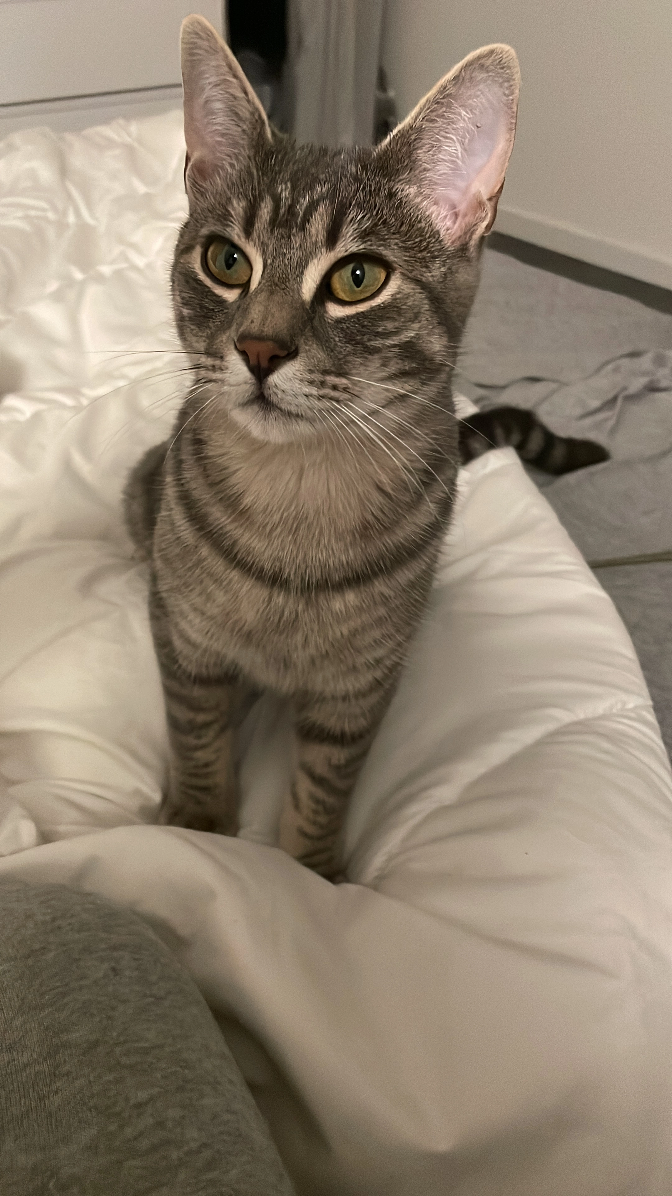 Timon  - Placette Le Clos d'em Pachet, Monferran-Savès