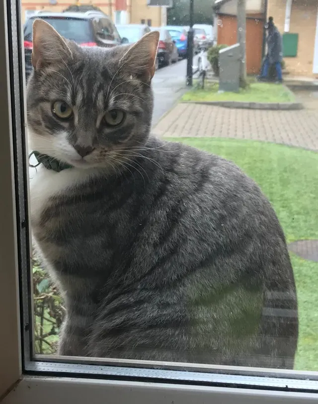 Grace - Hollygrove Close, Hounslow