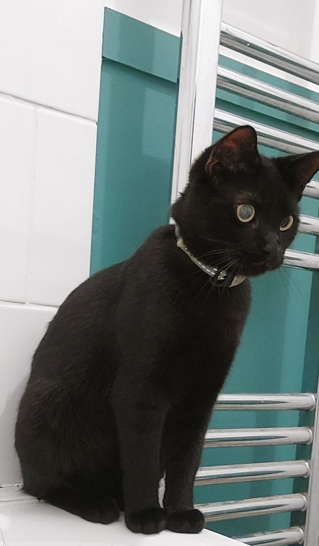 Kovu - Cottingham Court, Darlington