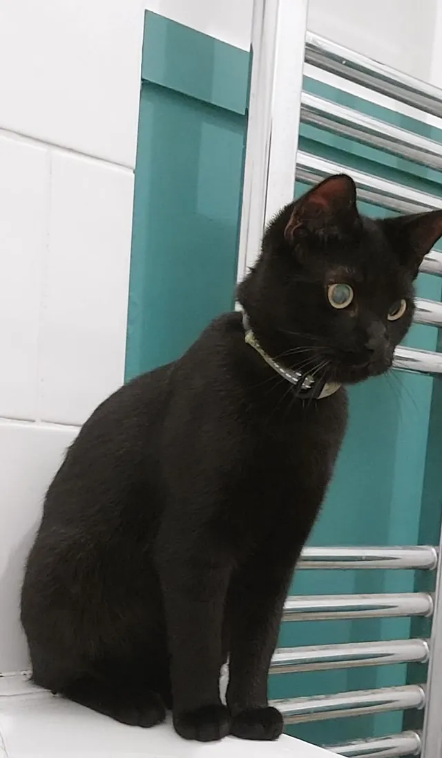 Kovu - Cottingham Court, Darlington