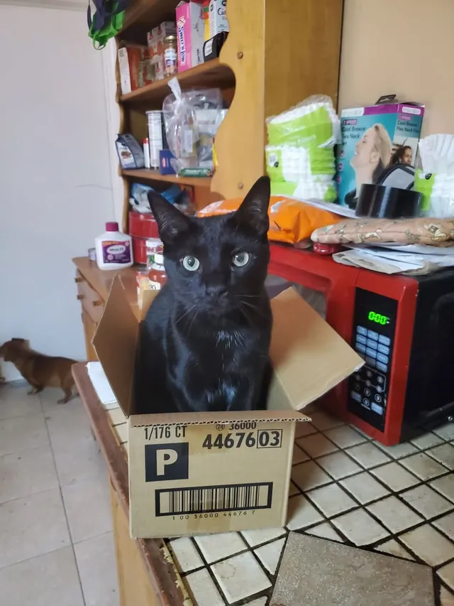 Arya - 1770 Oakgrove Ave, Deltona
