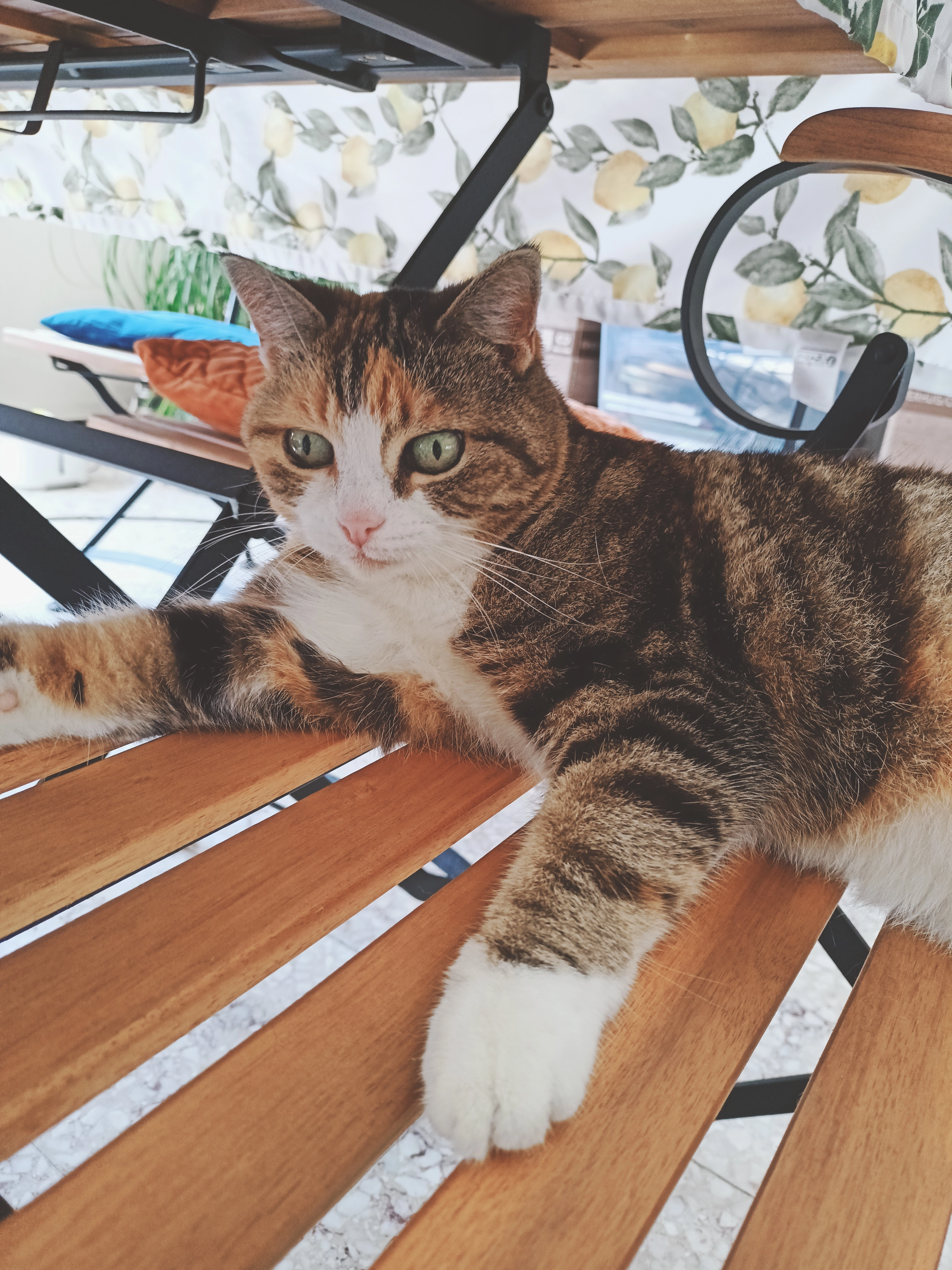 Caramel  - Azorenstraat, Brugge