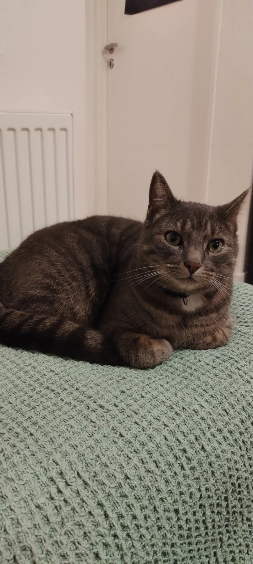 Alfajor - Pihlkjærsvej, Højbjerg