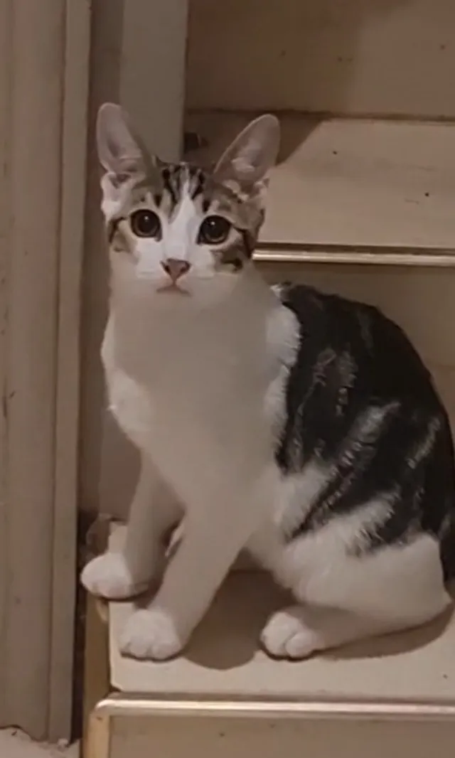 Tiffin and Muffin . Female kitten - 7 Victoria Avenue, Hounslow