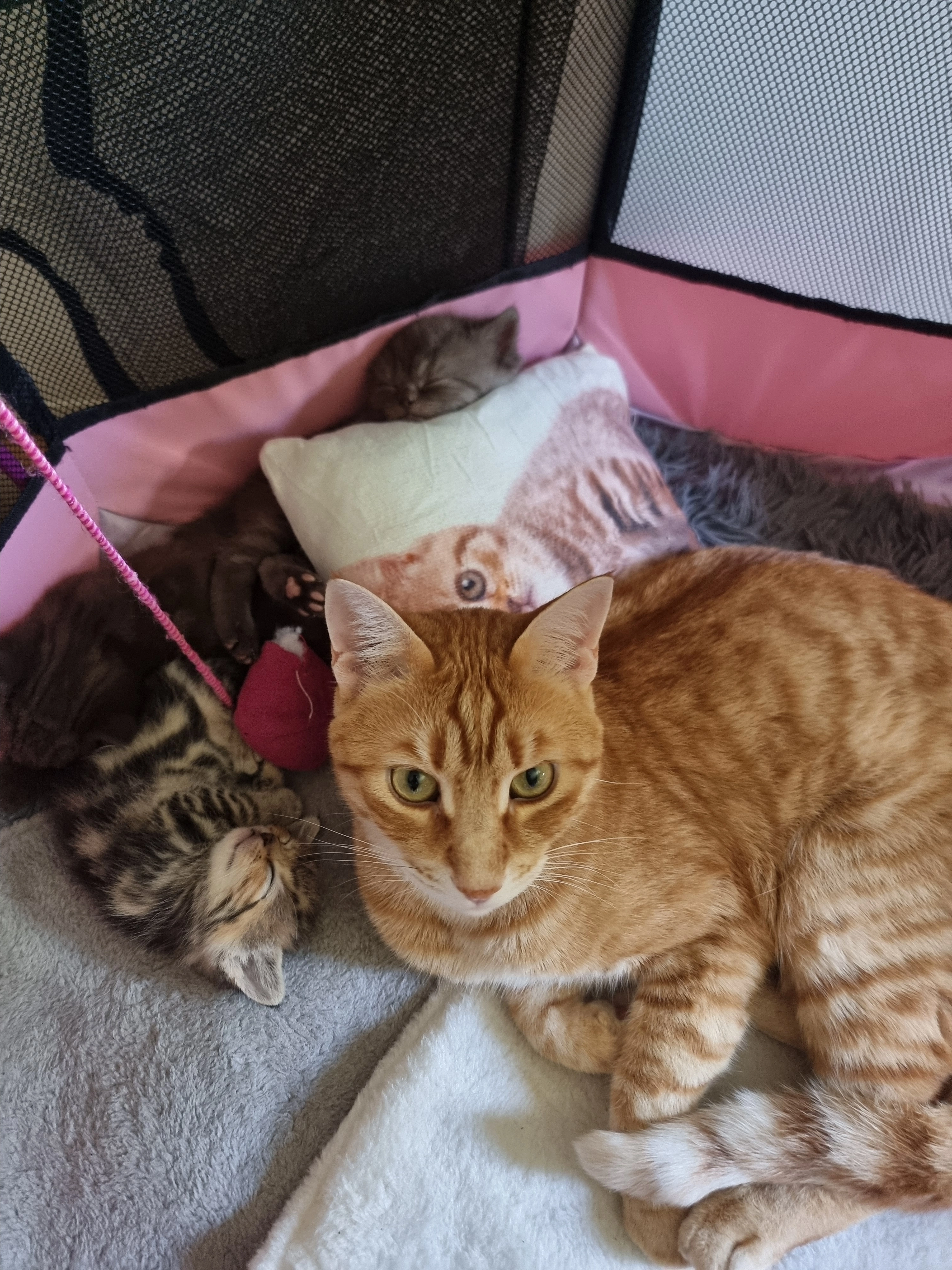 Tiger - An Den Beekgärten, Salzgitter