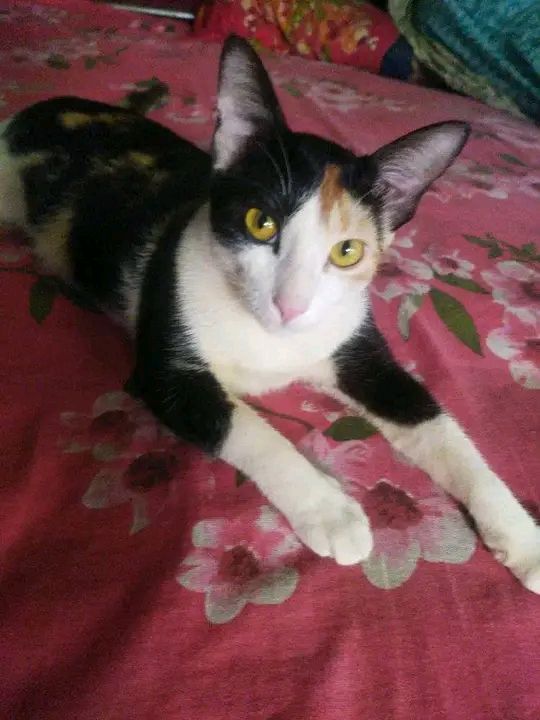 Cini - Jatrabari Thana, Dhaka