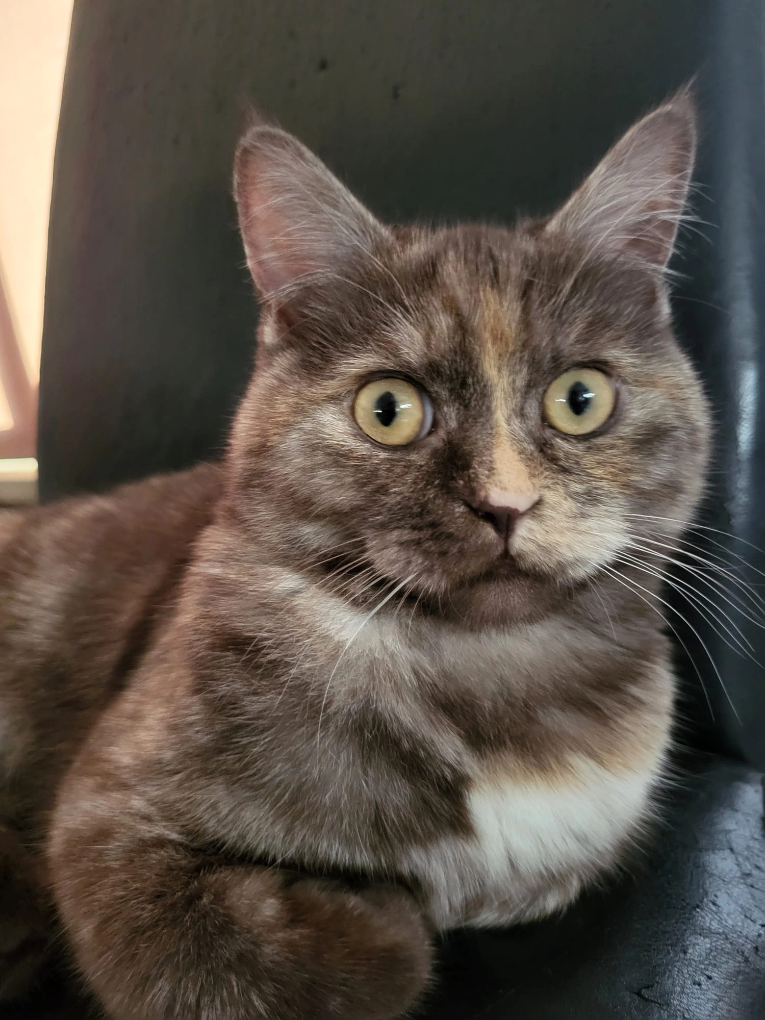 Chanel - Spoorstraat, Geleen