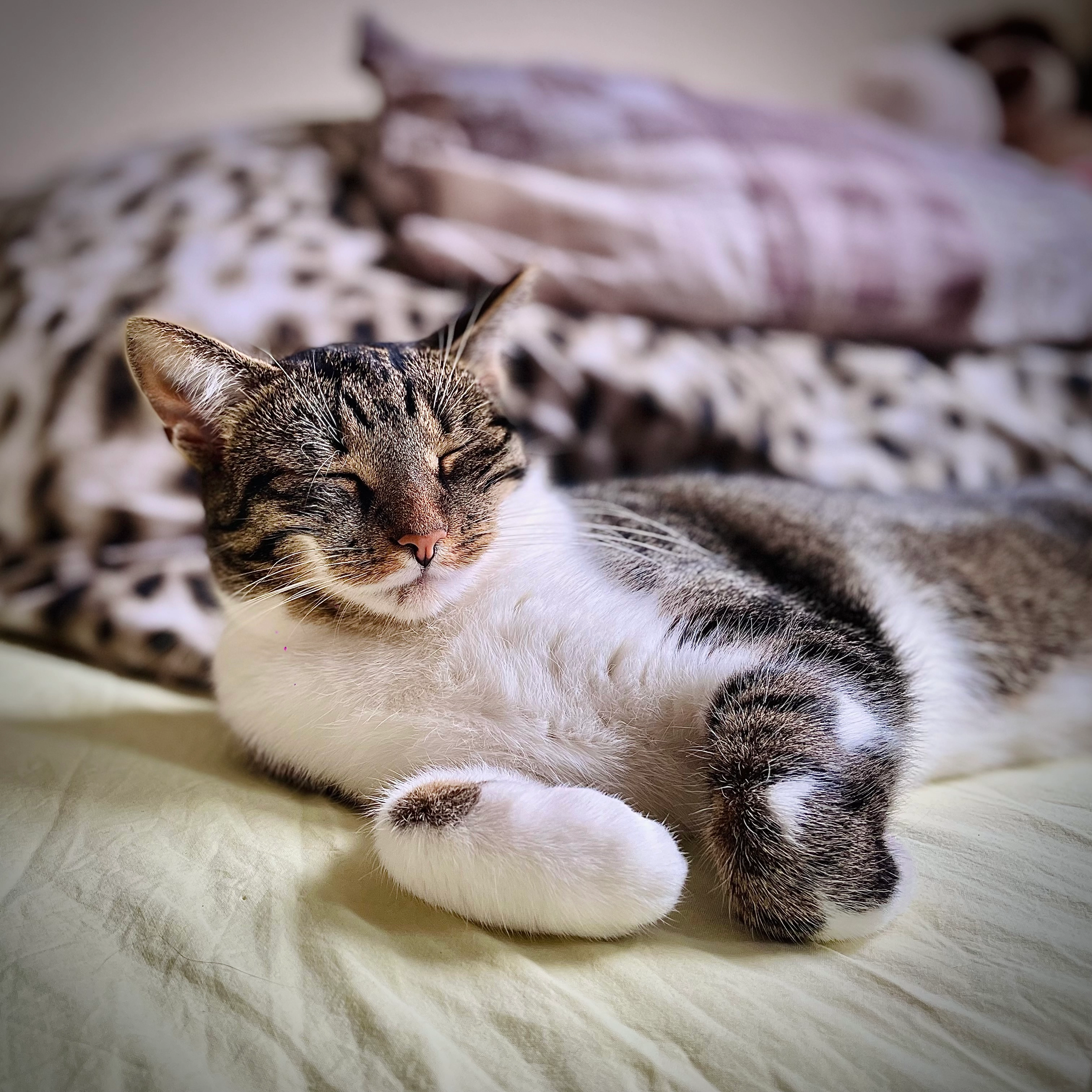 Wilma - Föhrenstraße, Osnabrück