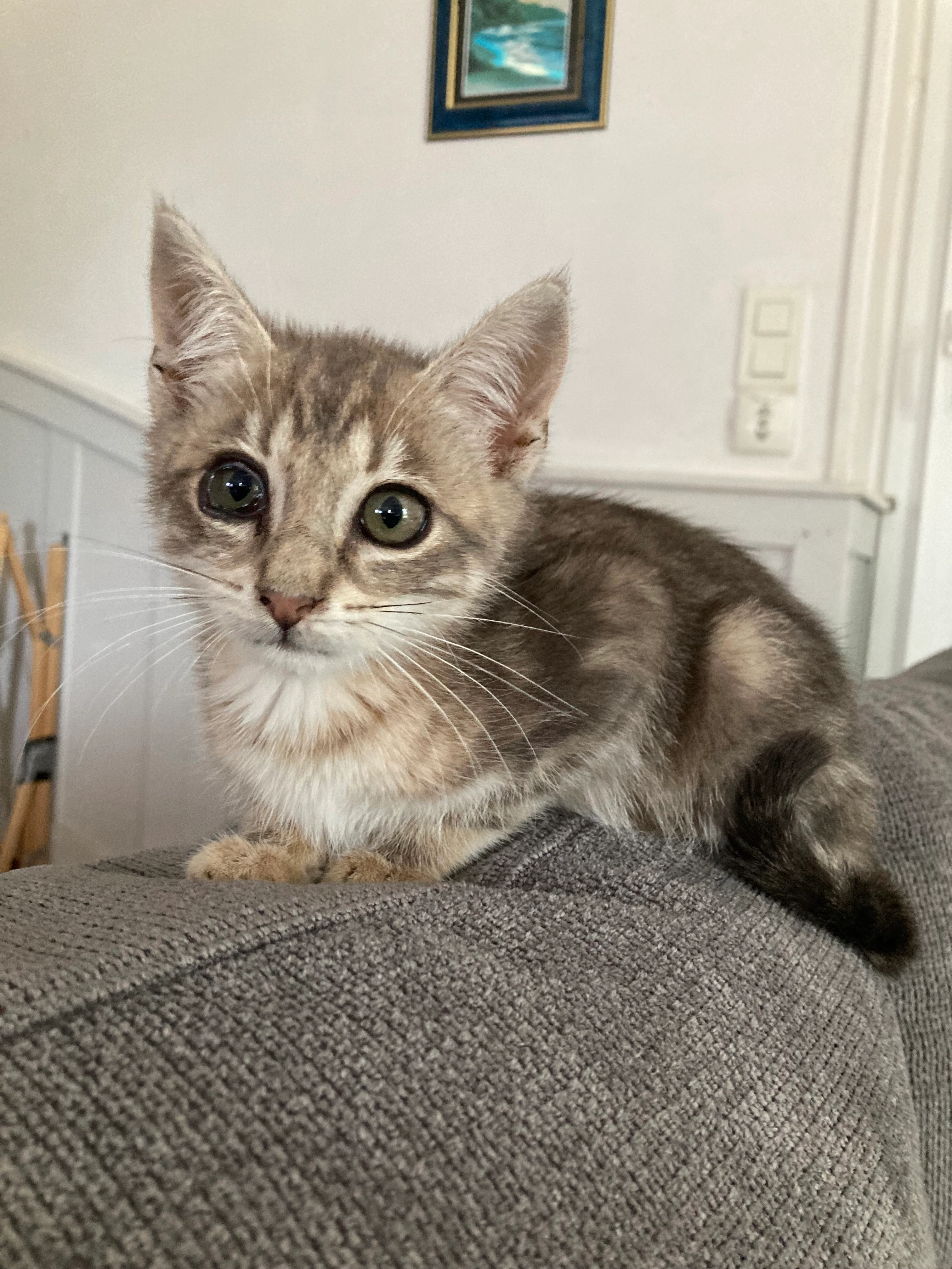 Sonic - Rue Du Couvent saint Julien de piganiol , Saint-Santin