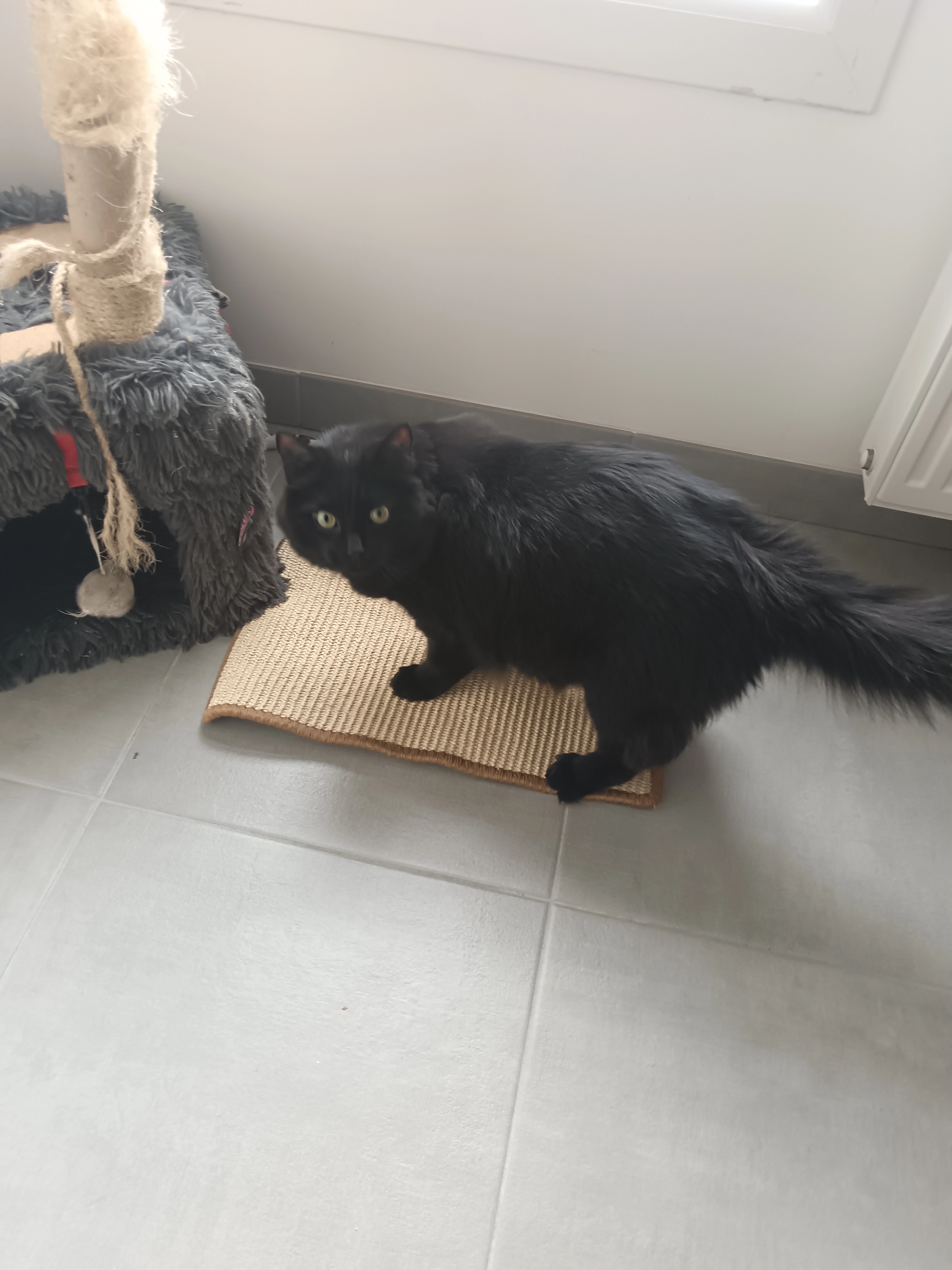 Gengis - Rue de la Croix Simon, La Chapelle-Heulin