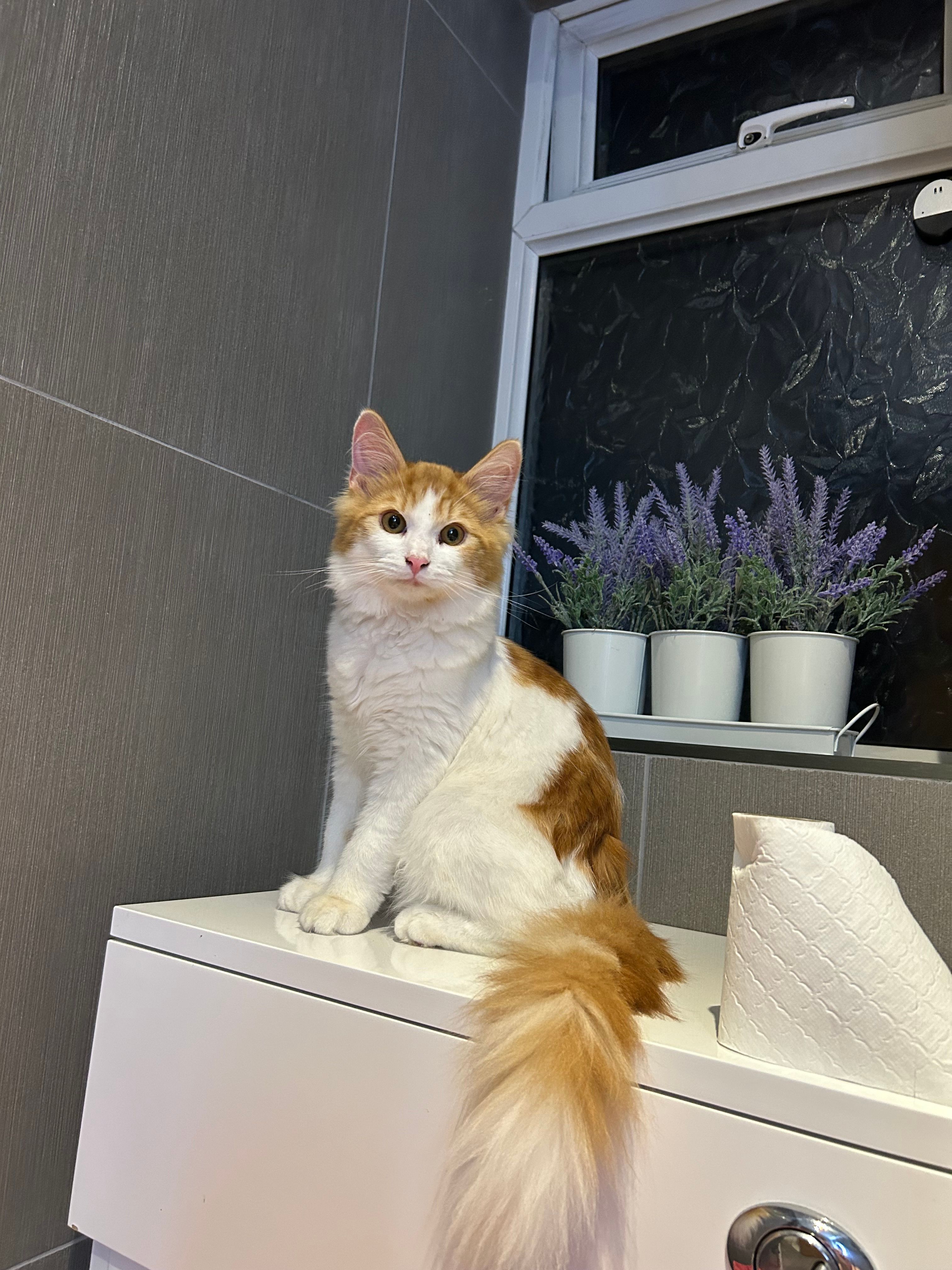 Teddy - Maltings Lane, Downham Market