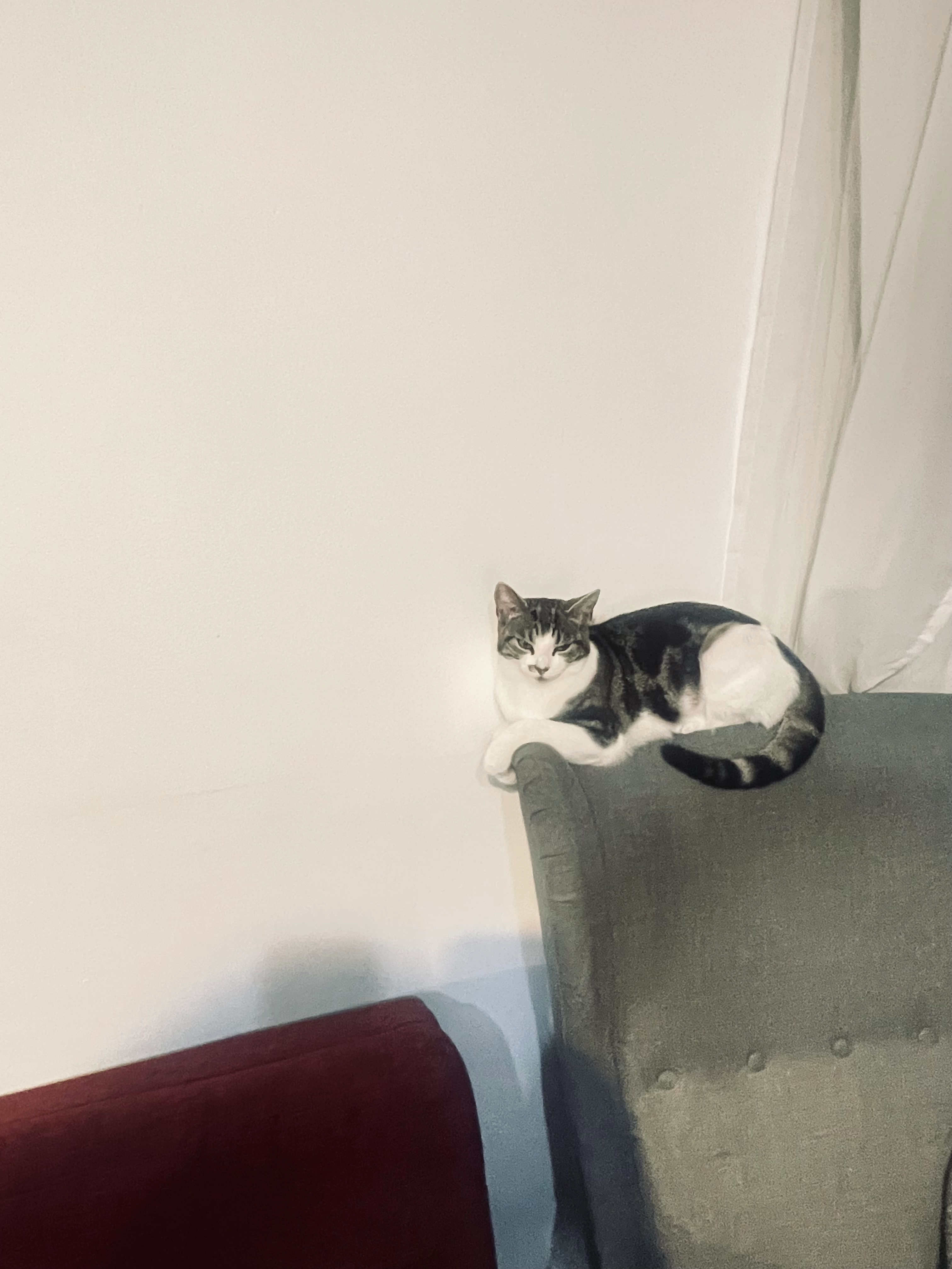 Coockei - Woodbridge Hill, Guildford