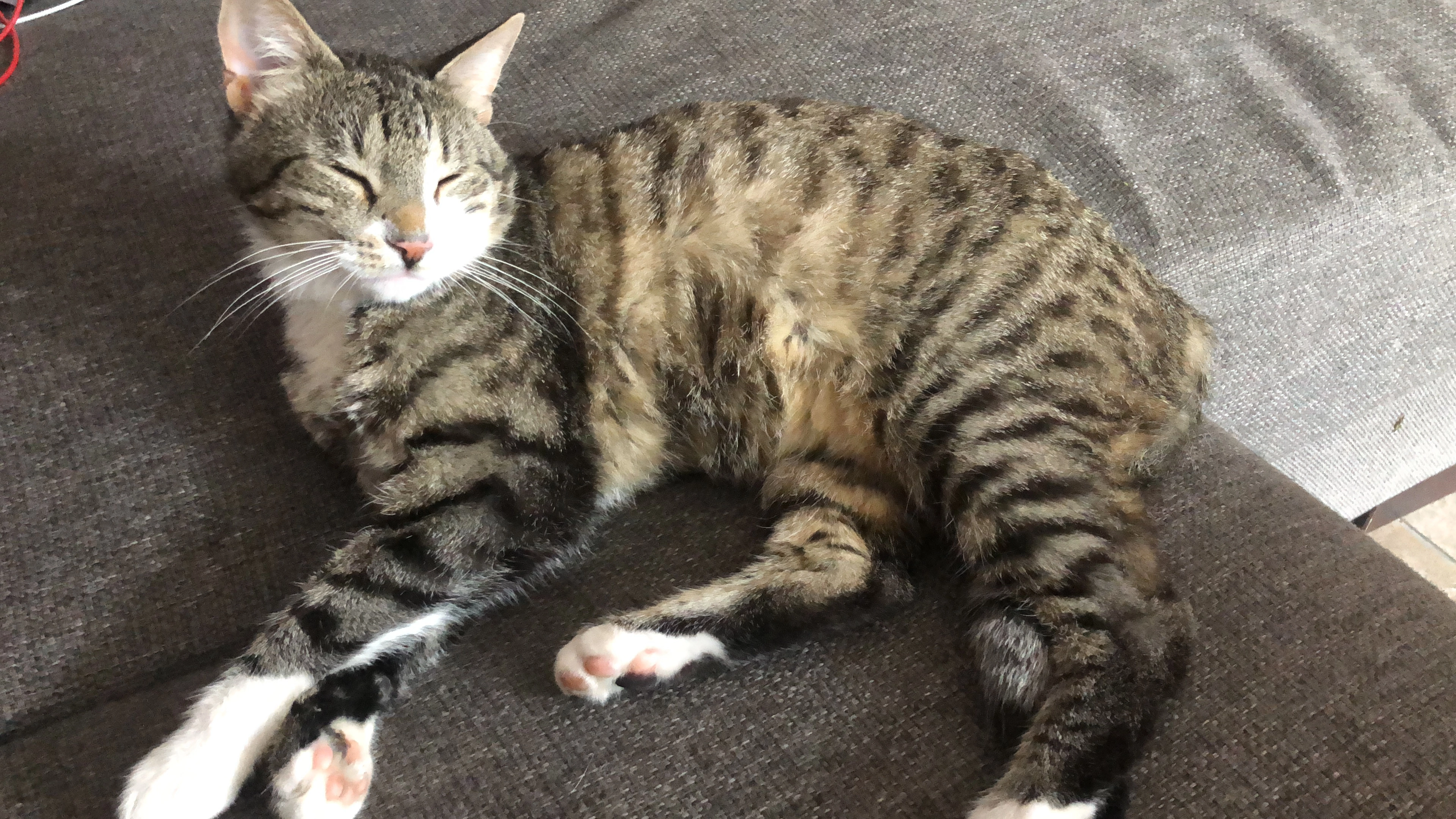 Messi - Hollandiastraat, Almere