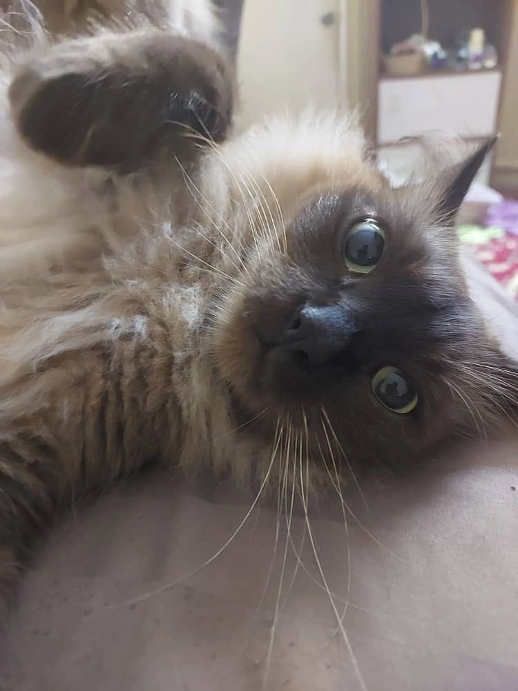 Niki - Jalan G2, Taman Zooview