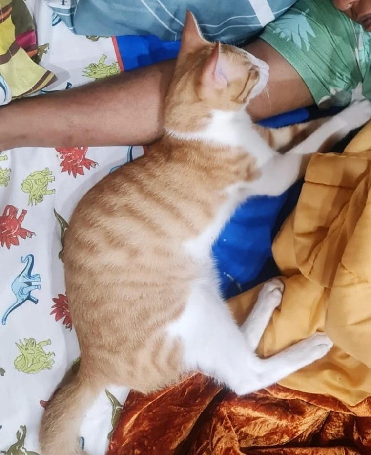 Rambo - Kesavadasapuram-Ulloor Road, Thiruvananthapuram