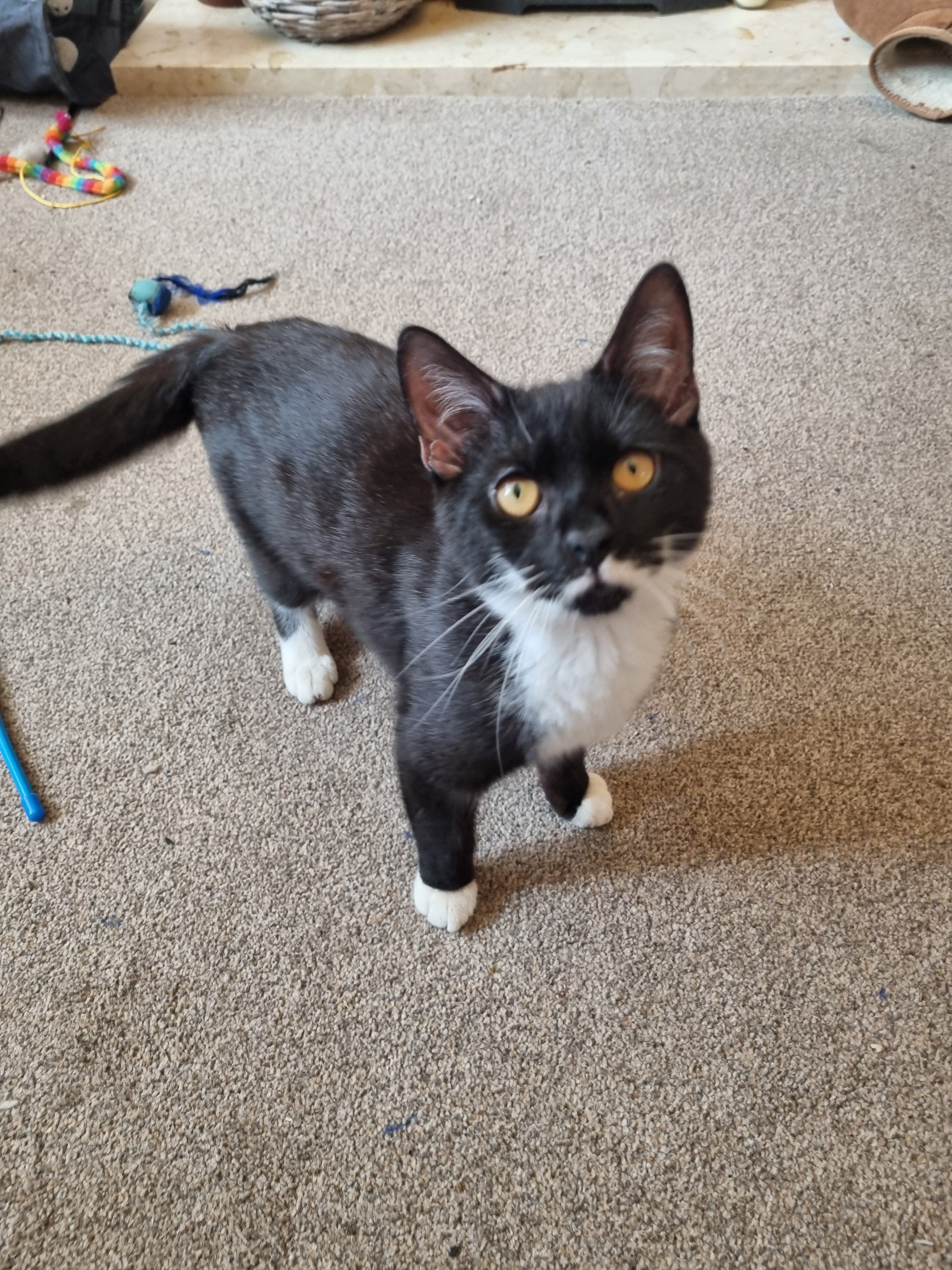 Willie - Dixon Crescent, Doncaster