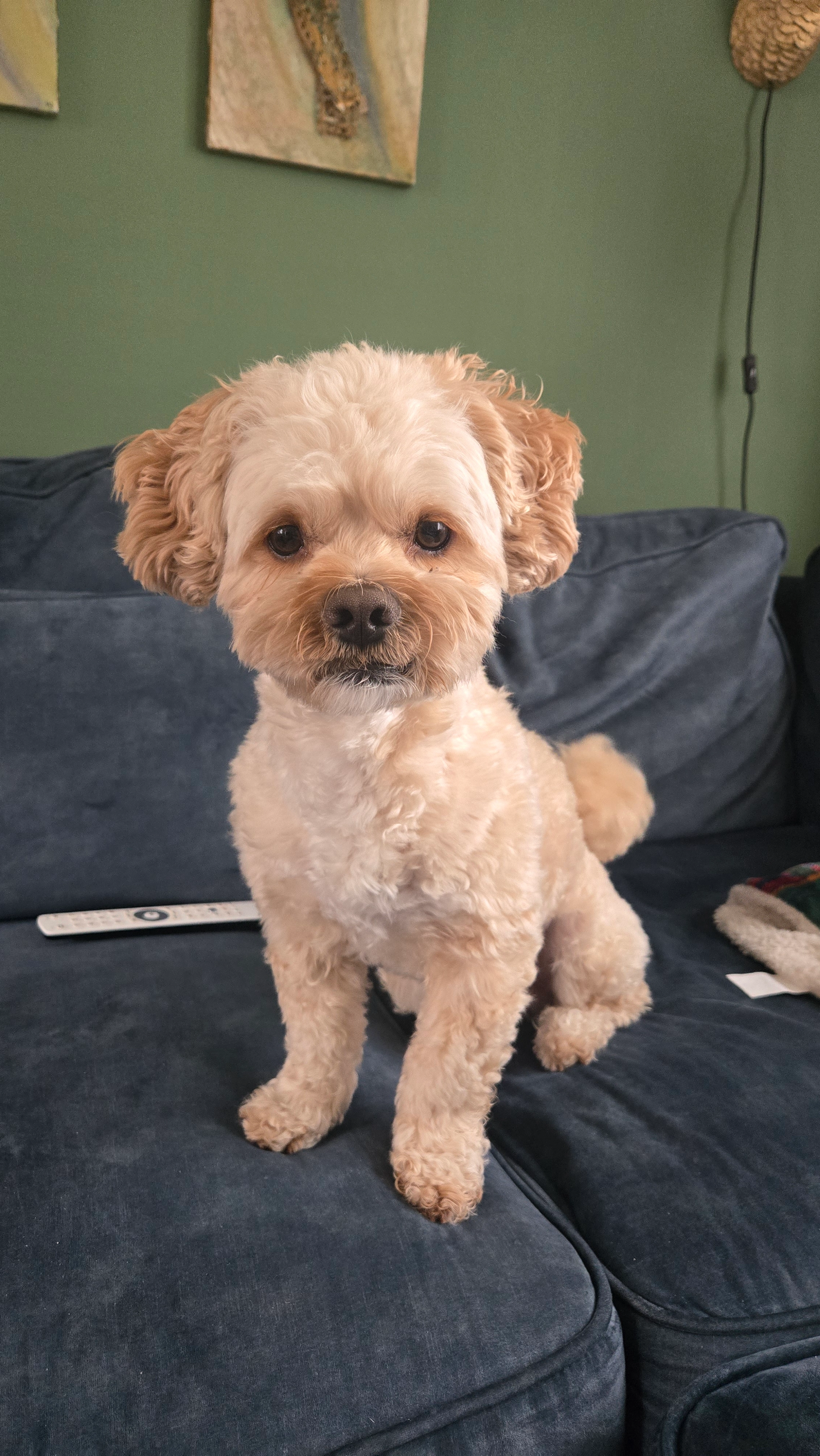 Bobby - Ceintuurbaan, Meppel