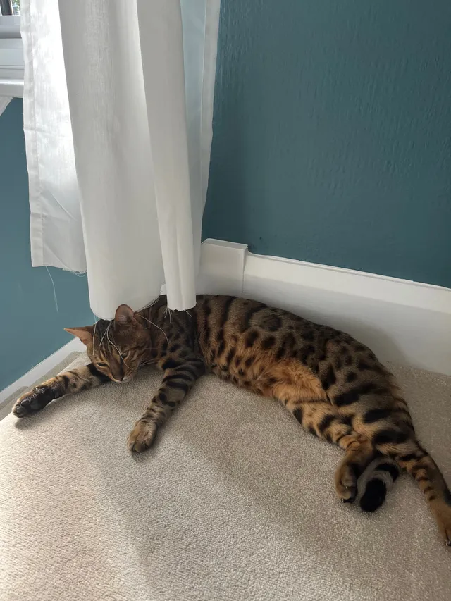 Milo - Northampton Road, Croydon