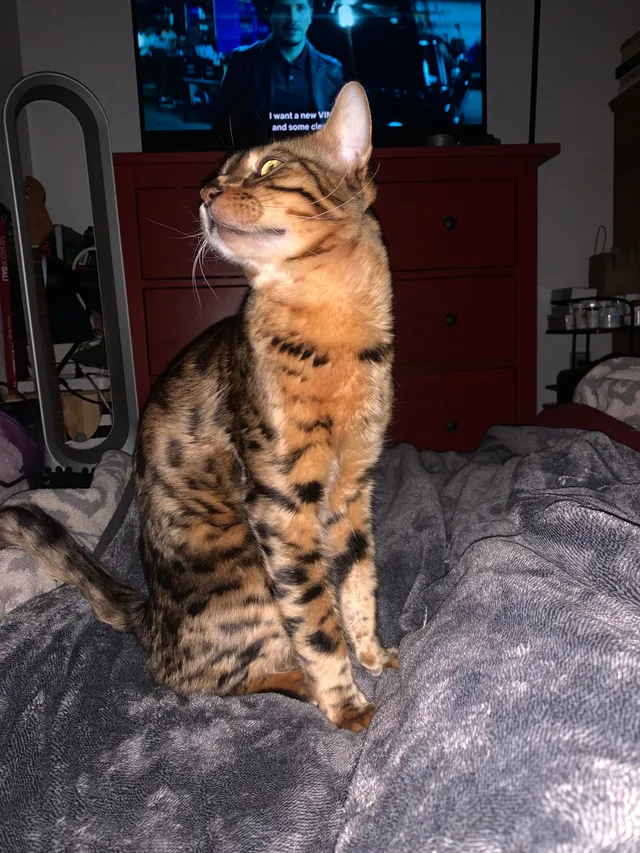 Mowgli or Momo - 606 Hanisch Dr, Roseville