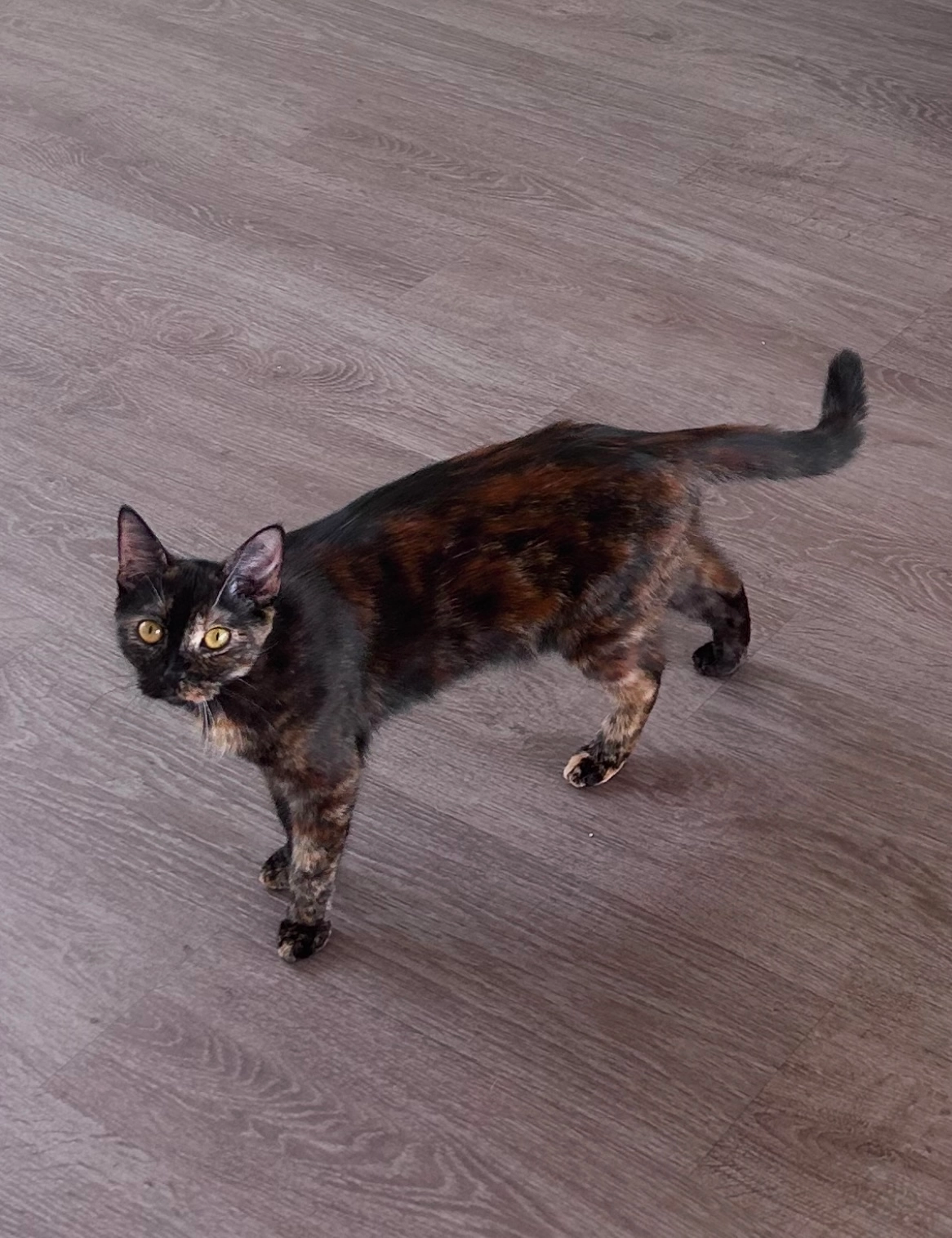 Luna - 13 Square du Vivier Corax, Compiègne