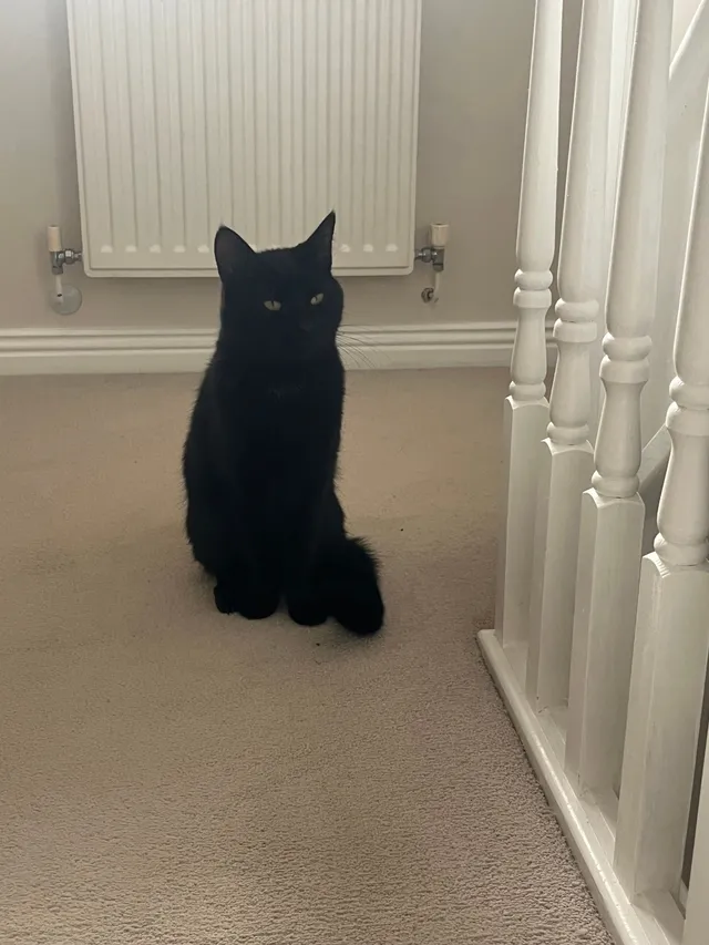 Marni - Setter Combe, Bracknell