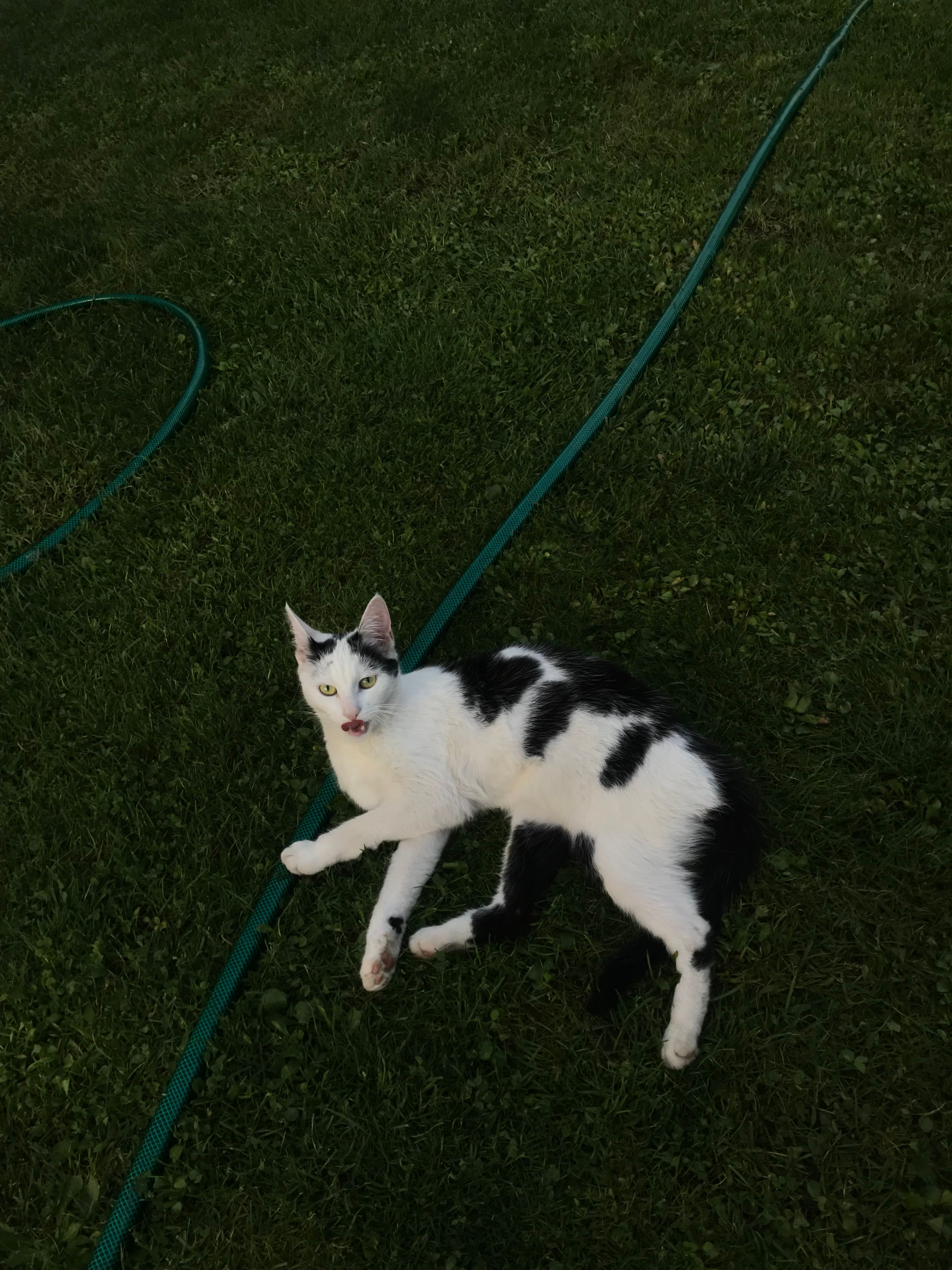 Rassmus - Dessauer Straße, Dessau-Roßlau