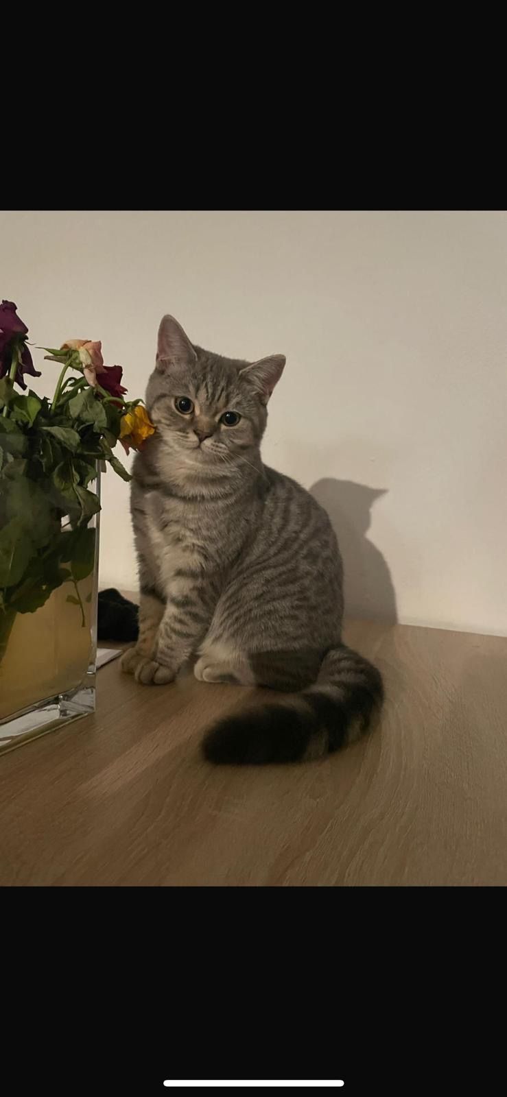 Mimi - Schalldorf 1, Postmünster