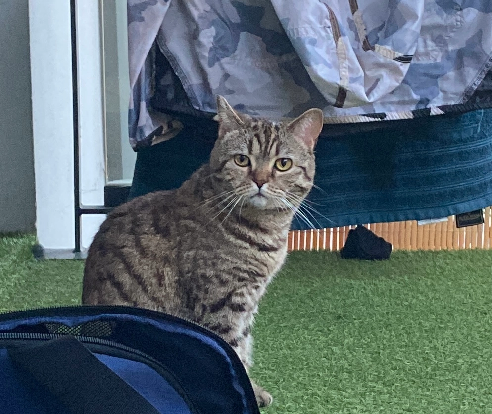 Pushok - 12 Rue Madeleine Wiederkehr, Sélestat