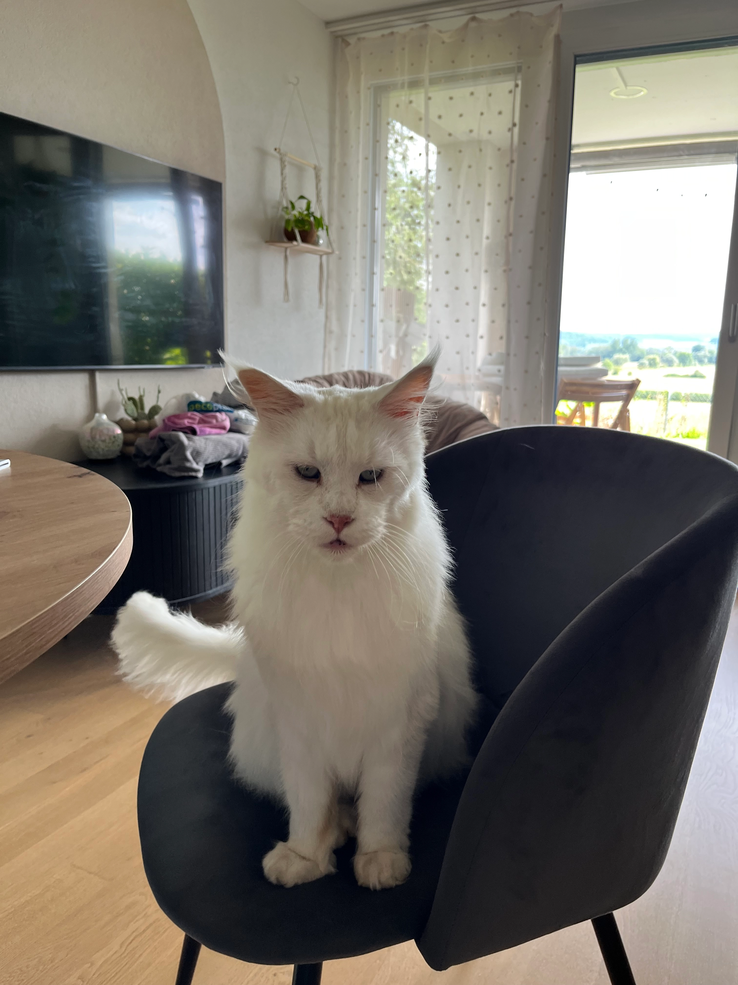 Snow - Rolliweg 28, Lengnau