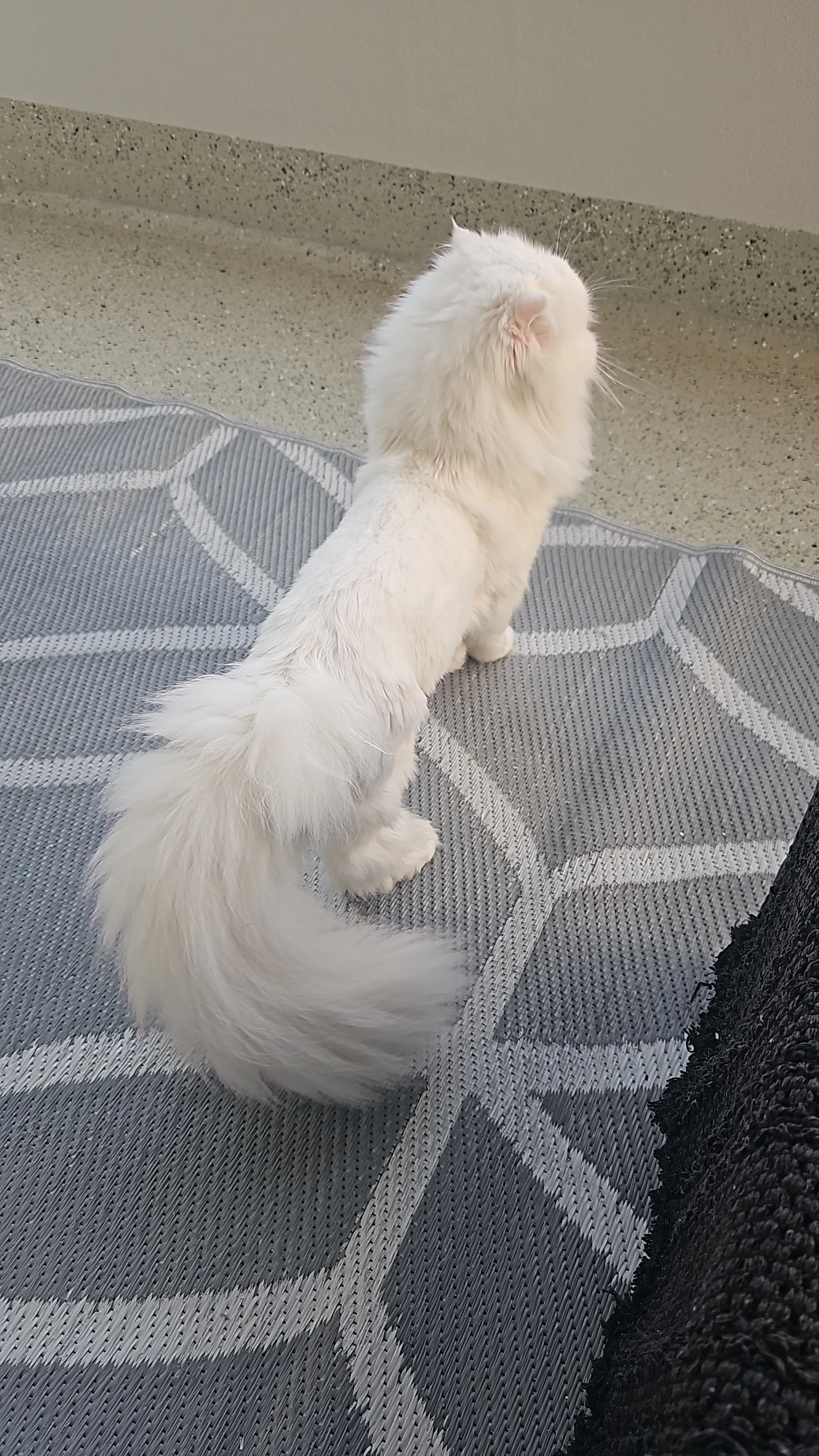 Tomi - Jellinekplatz, Heidelberg