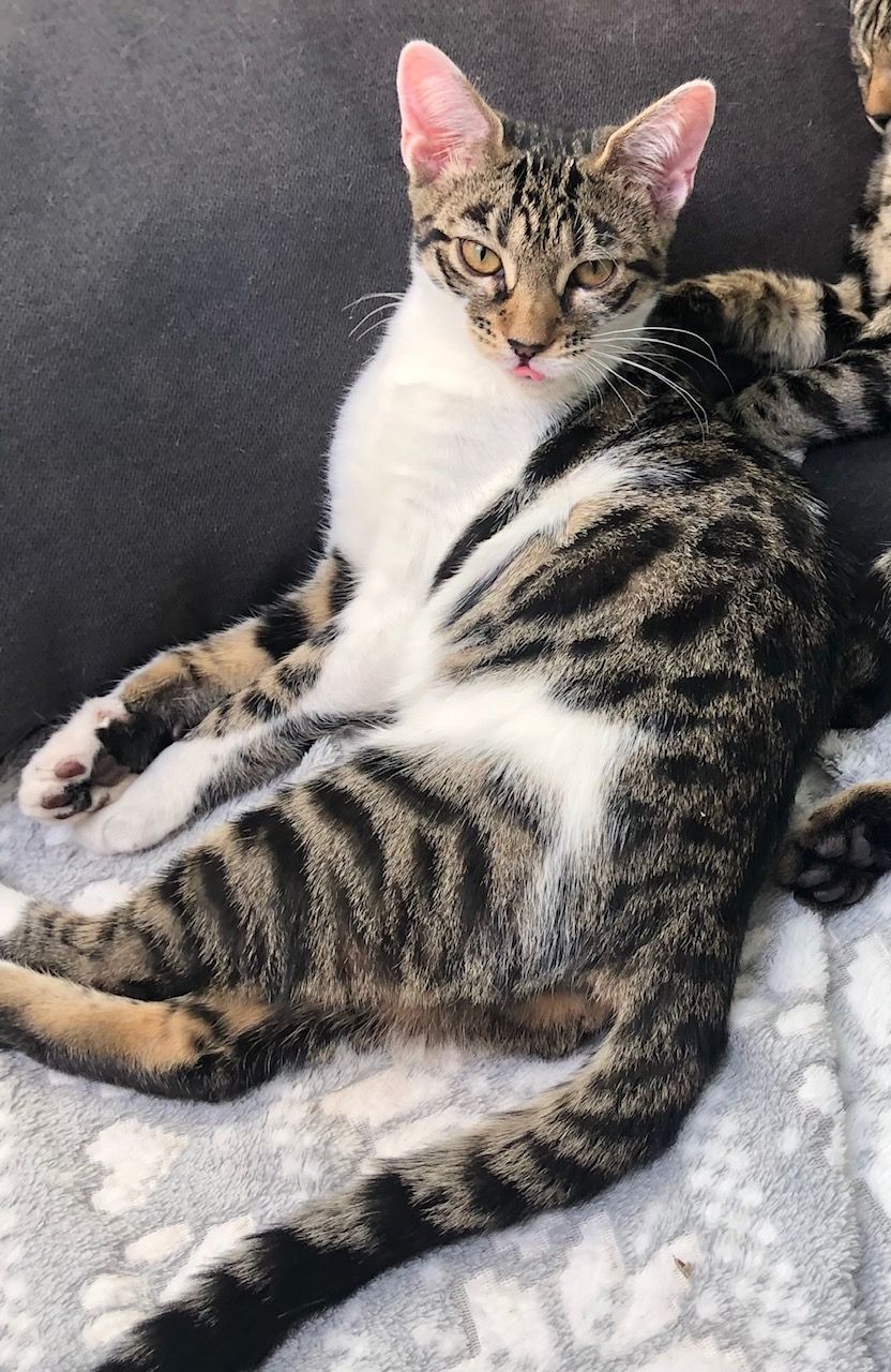 Elsa - High Eggborough Lane, Goole