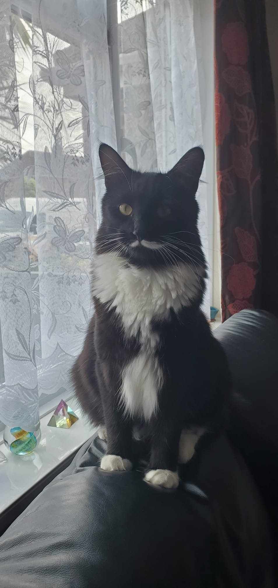 Barney - French Road, Poole