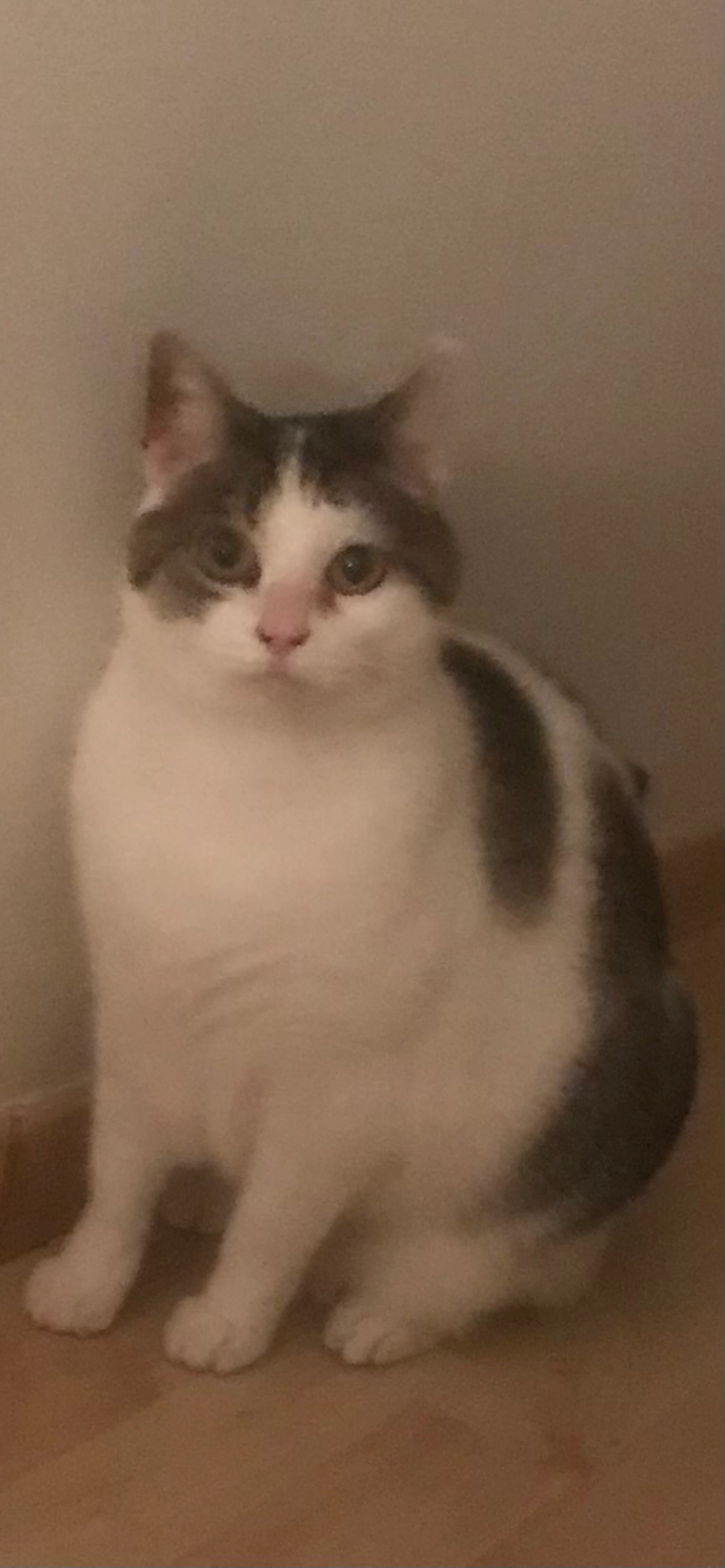 Nahla  - 26 Rue du Noyer, Yves