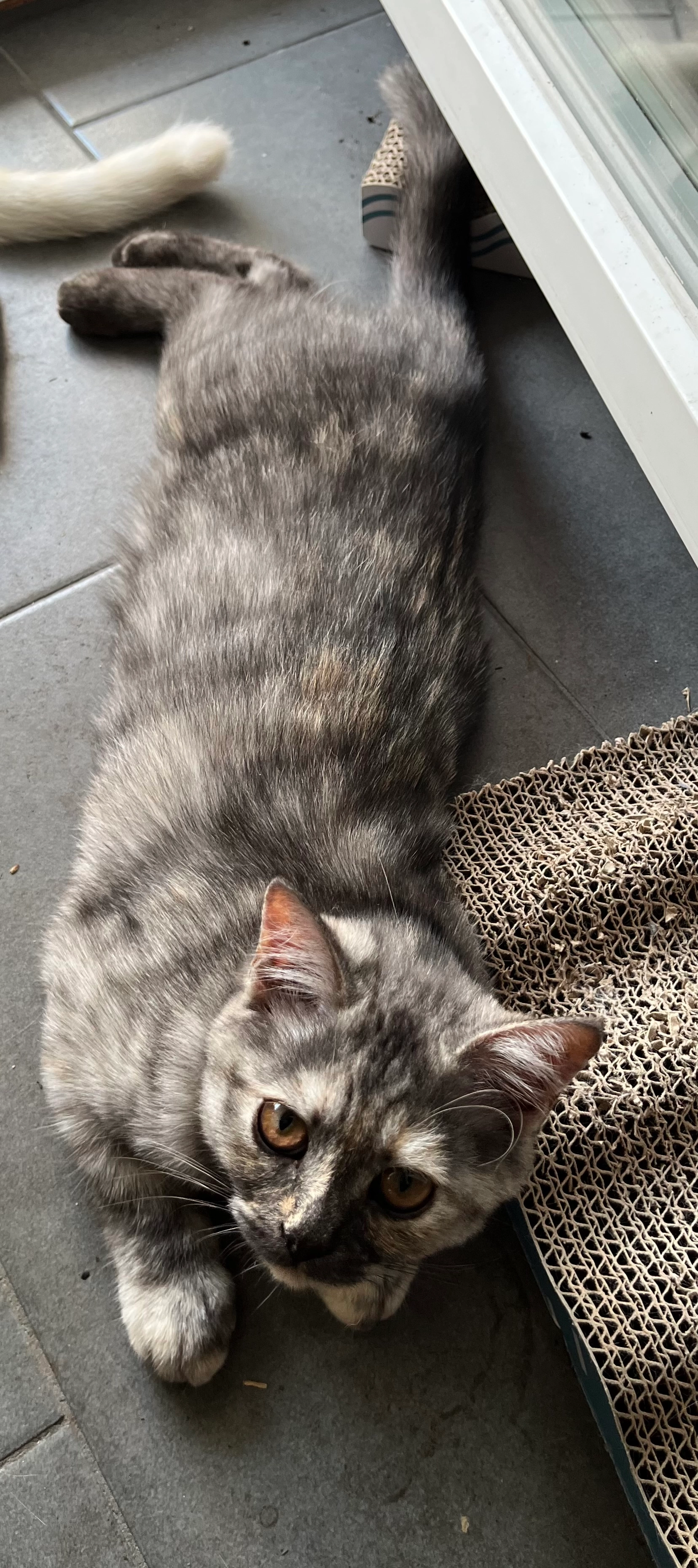 Prinzessin  - Perouse, Rutesheim