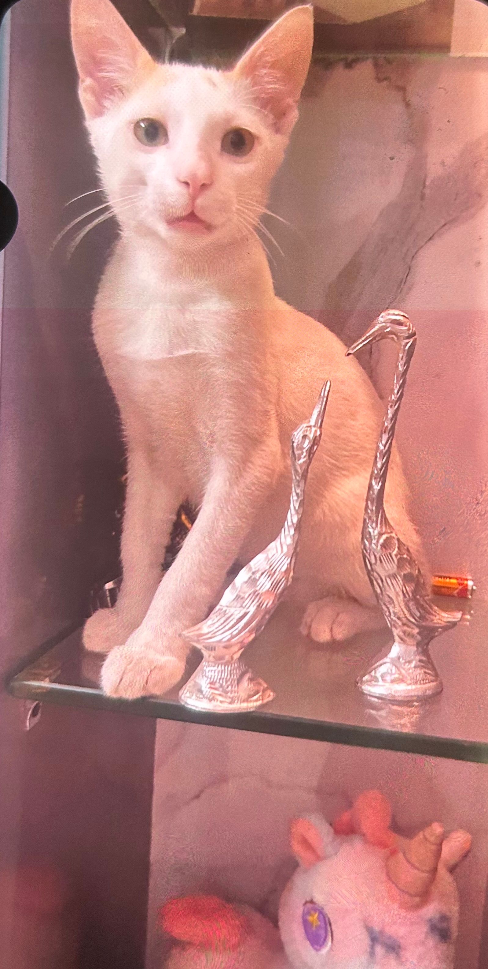 Manya - Lohgaon - Wagholi Road, Pune