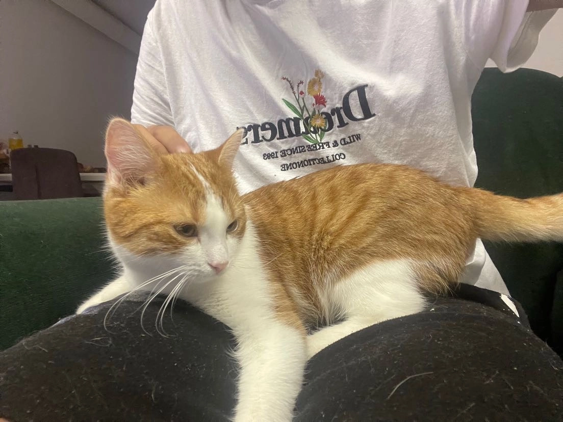 Simba - Kaiser-Josef-Platz 10, Wels