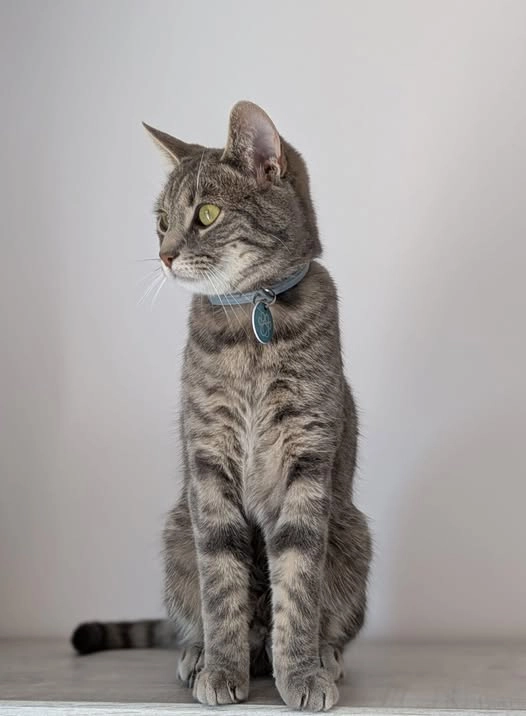 comète - 12 Rue du Château, Ravel