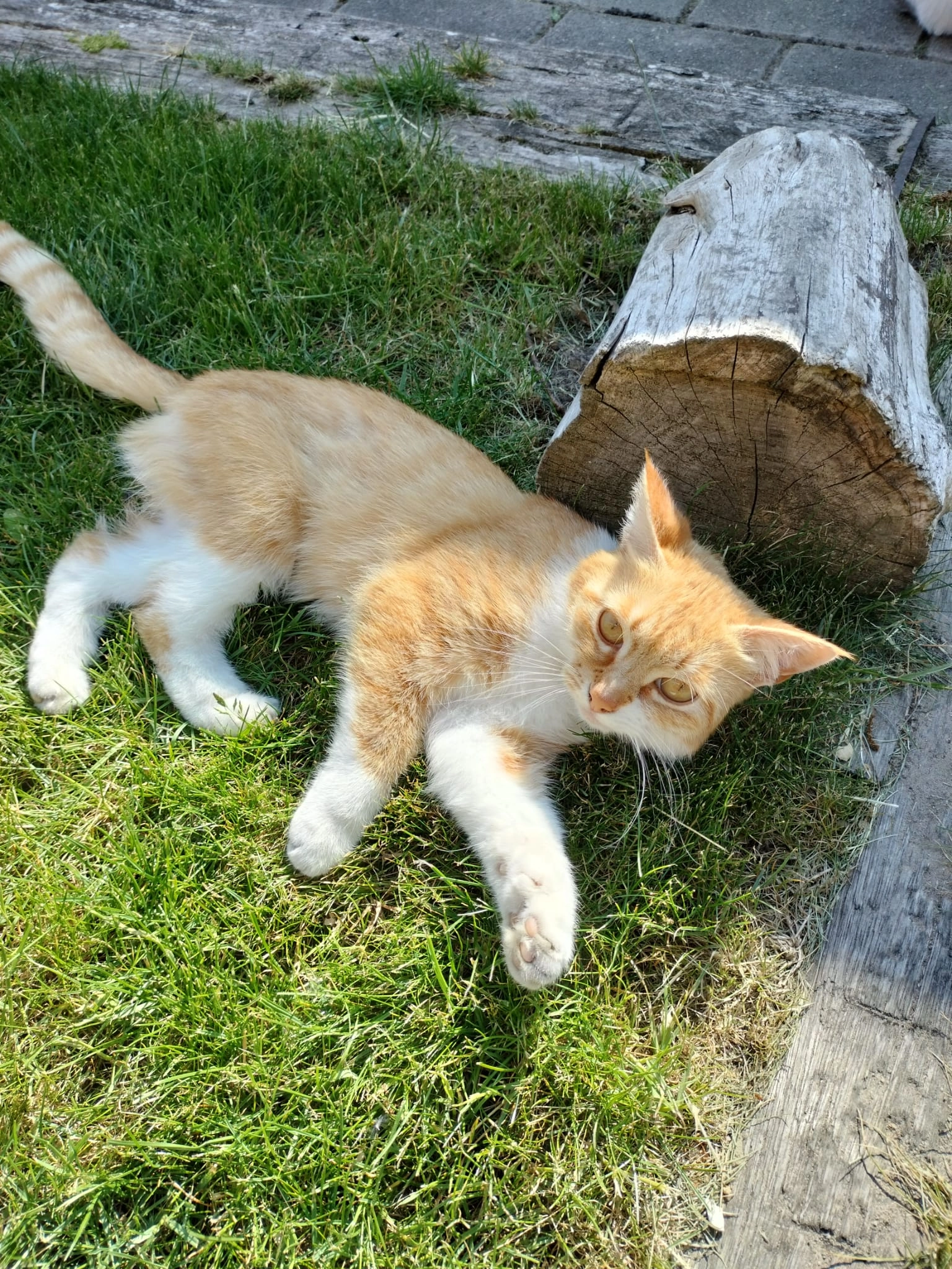 Garfield - Esstraat, Wijster