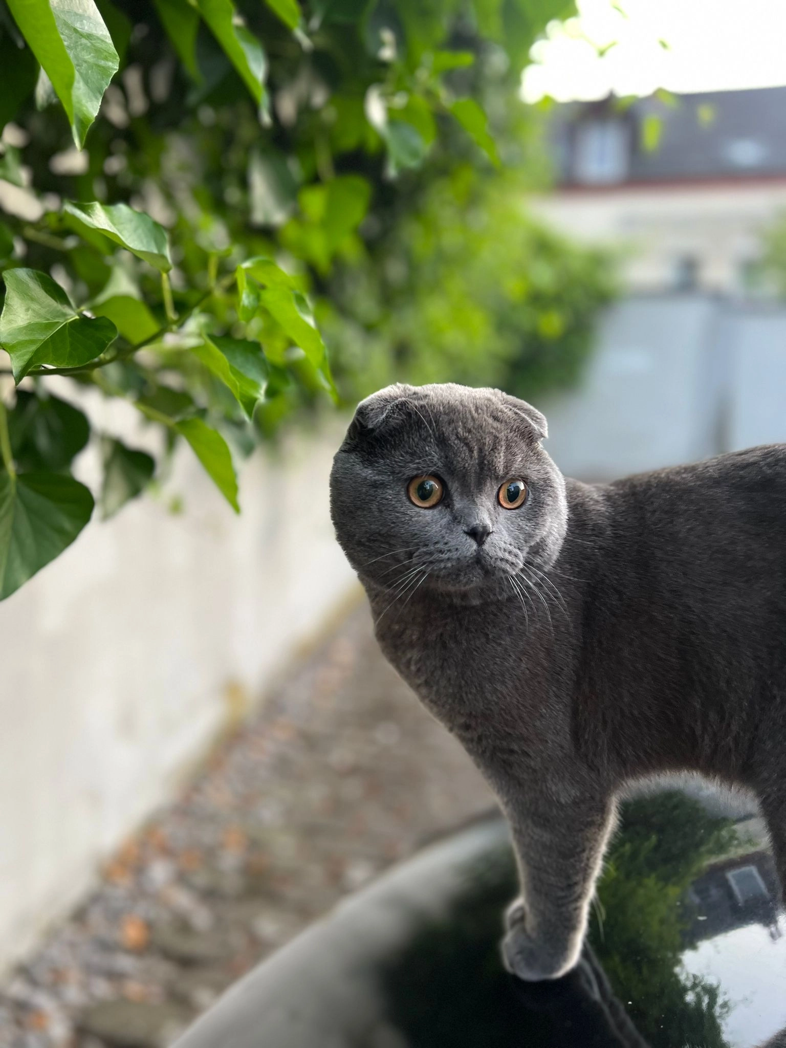 Smokey - Wiesenstraße, Limburg an der Lahn
